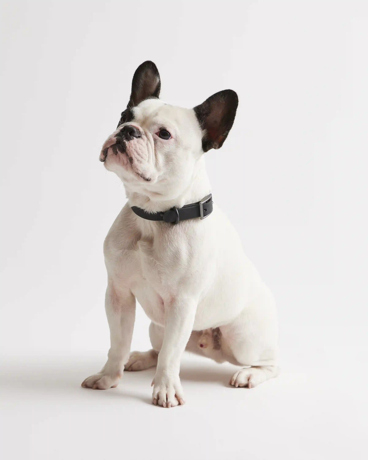 Flex-Poly Dog Collar