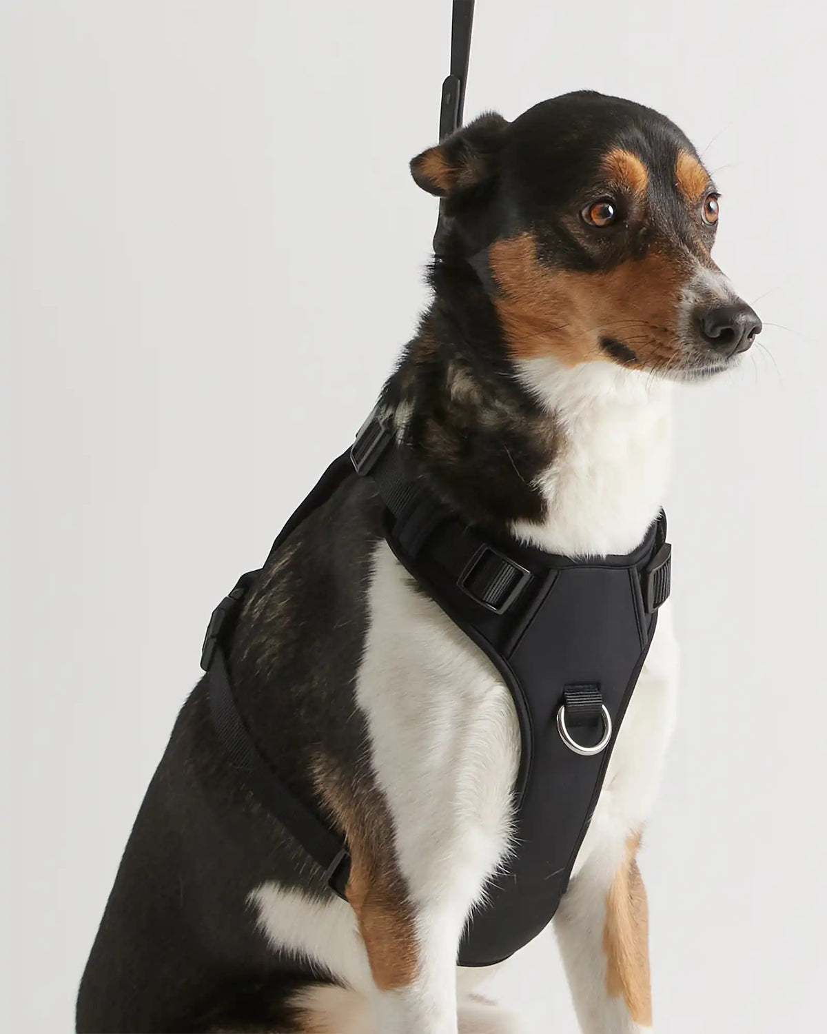 Neoprene Double Panel Dog Harness