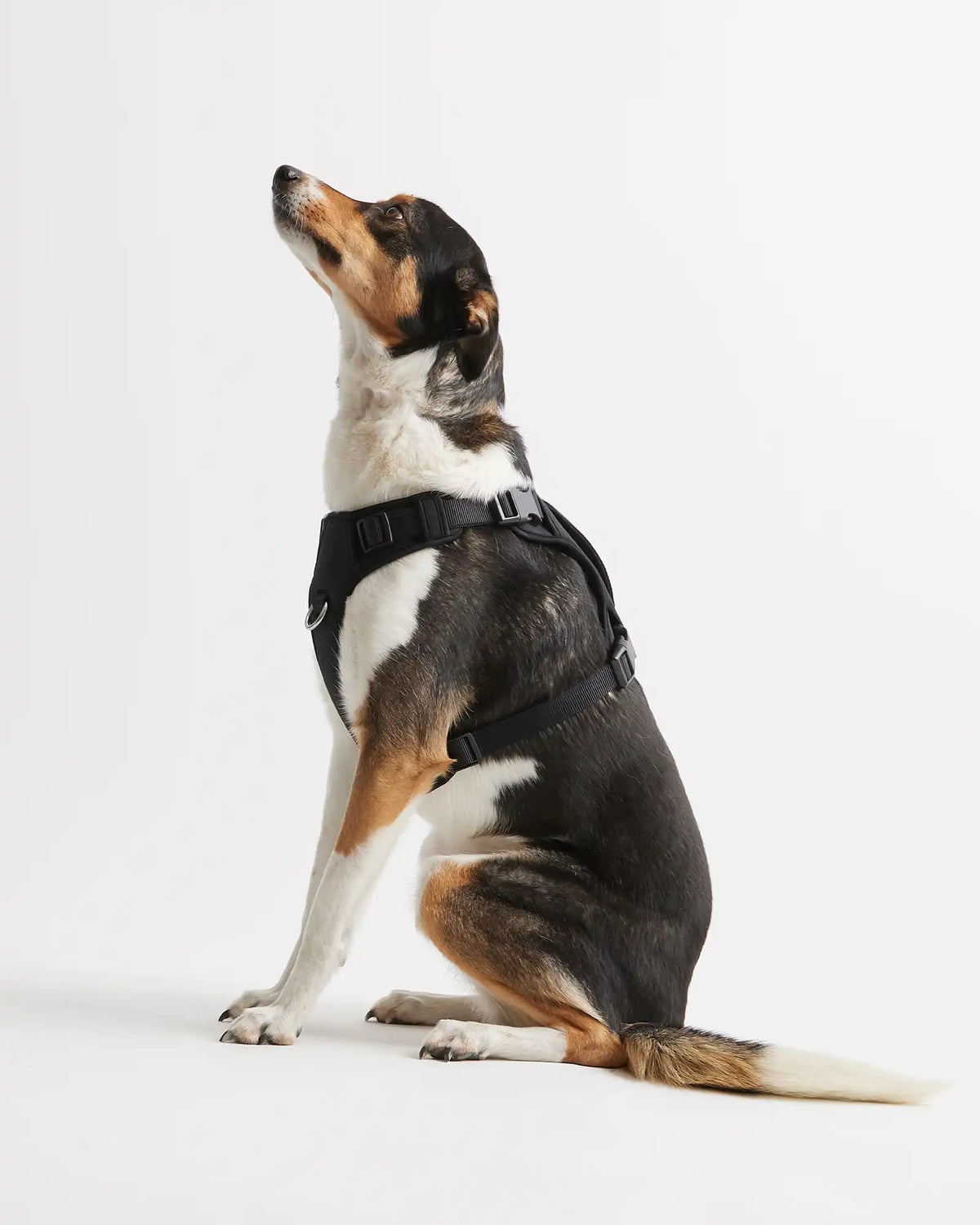 Neoprene Double Panel Dog Harness