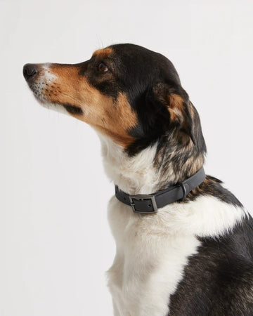 Flex-Poly Dog Collar