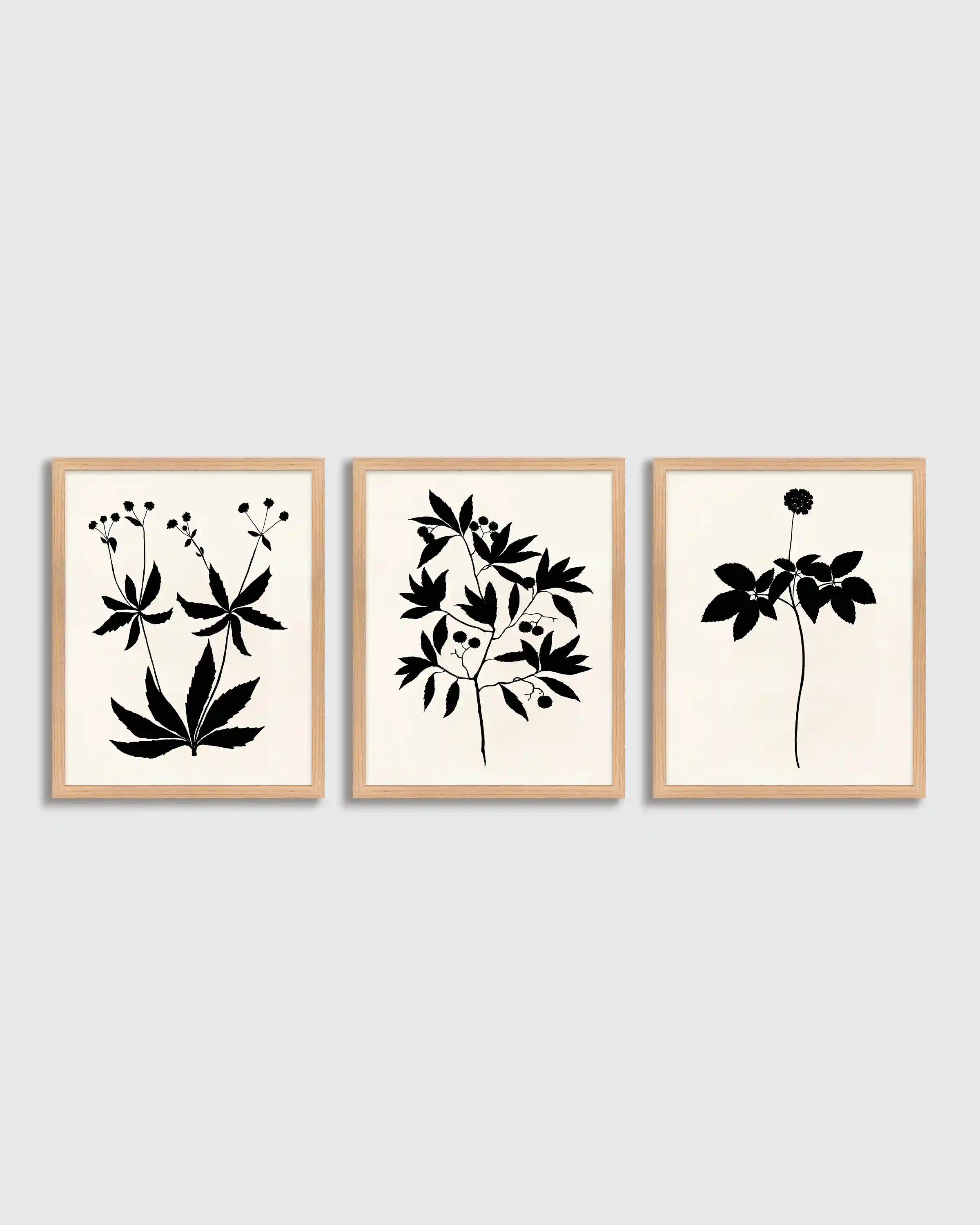 Botanical by Philippa Katz (Set of 3)