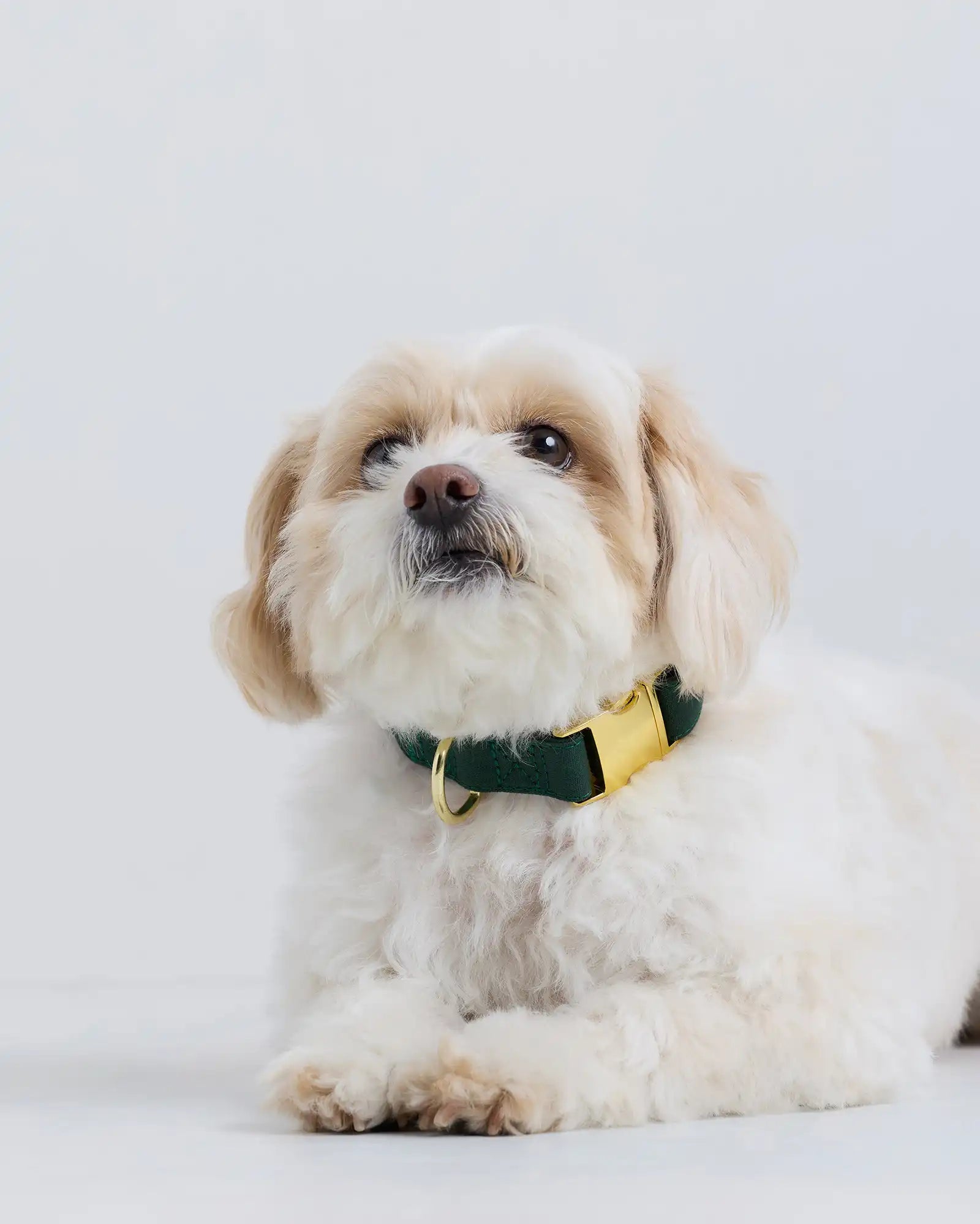 100% Cotton-Wrapped Nylon Dog Collar
