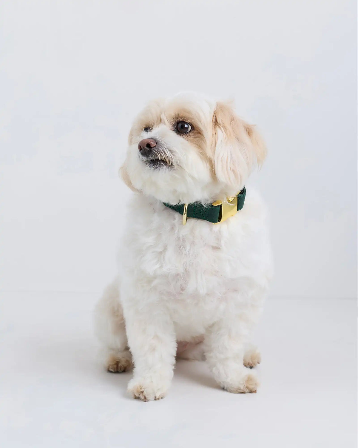 100% Cotton-Wrapped Nylon Dog Collar