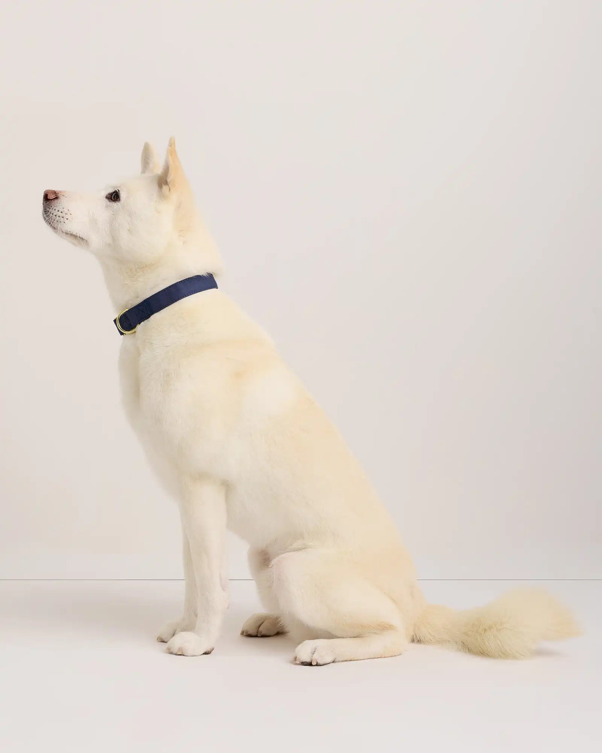 100% Cotton-Wrapped Nylon Dog Collar