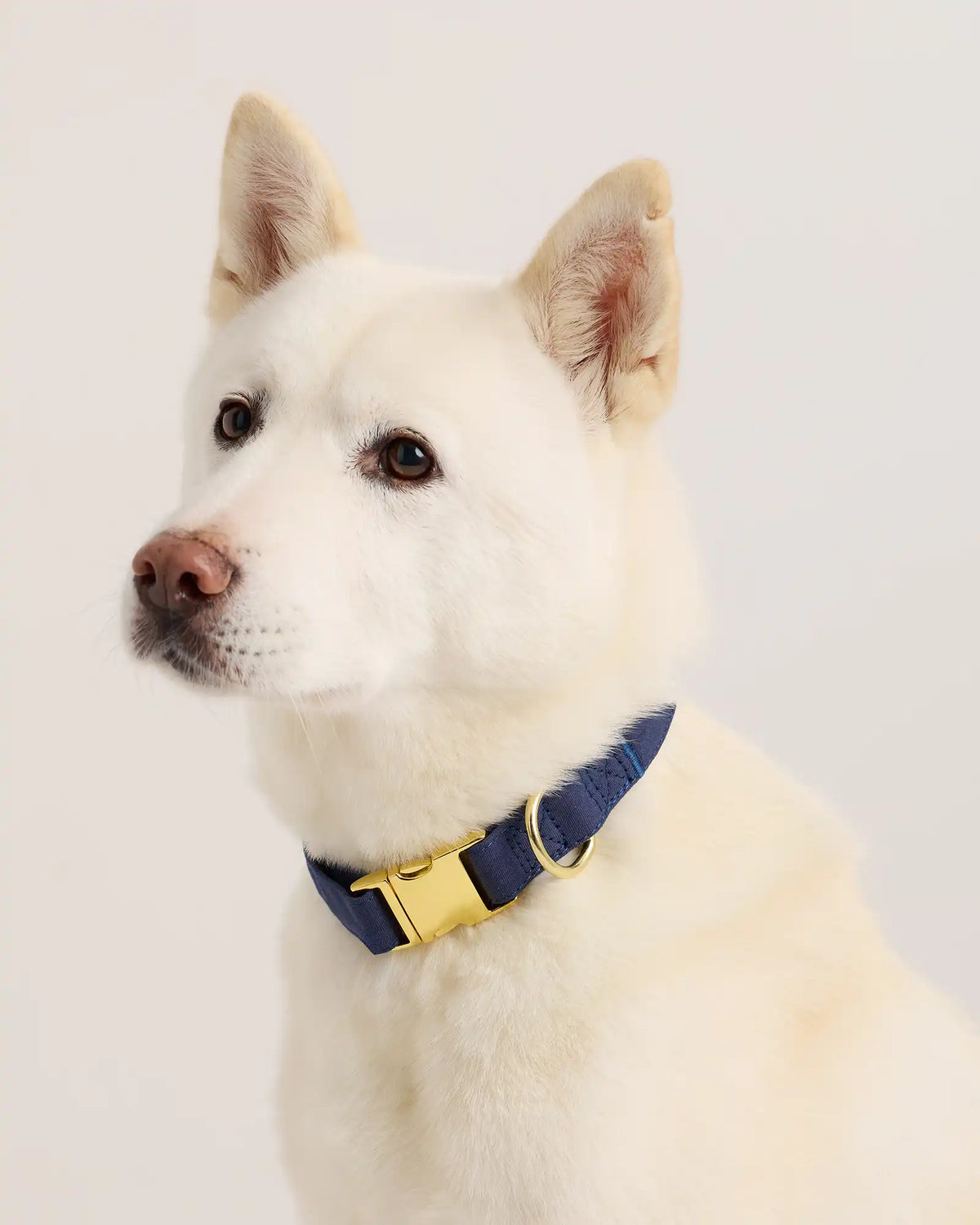 100% Cotton-Wrapped Nylon Dog Collar