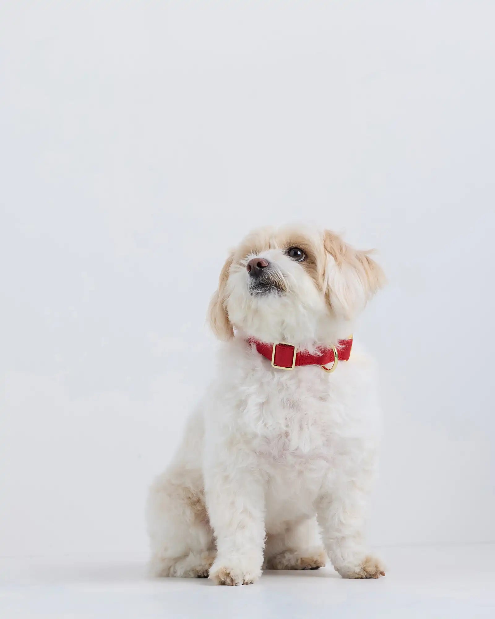 100% Cotton-Wrapped Nylon Dog Collar