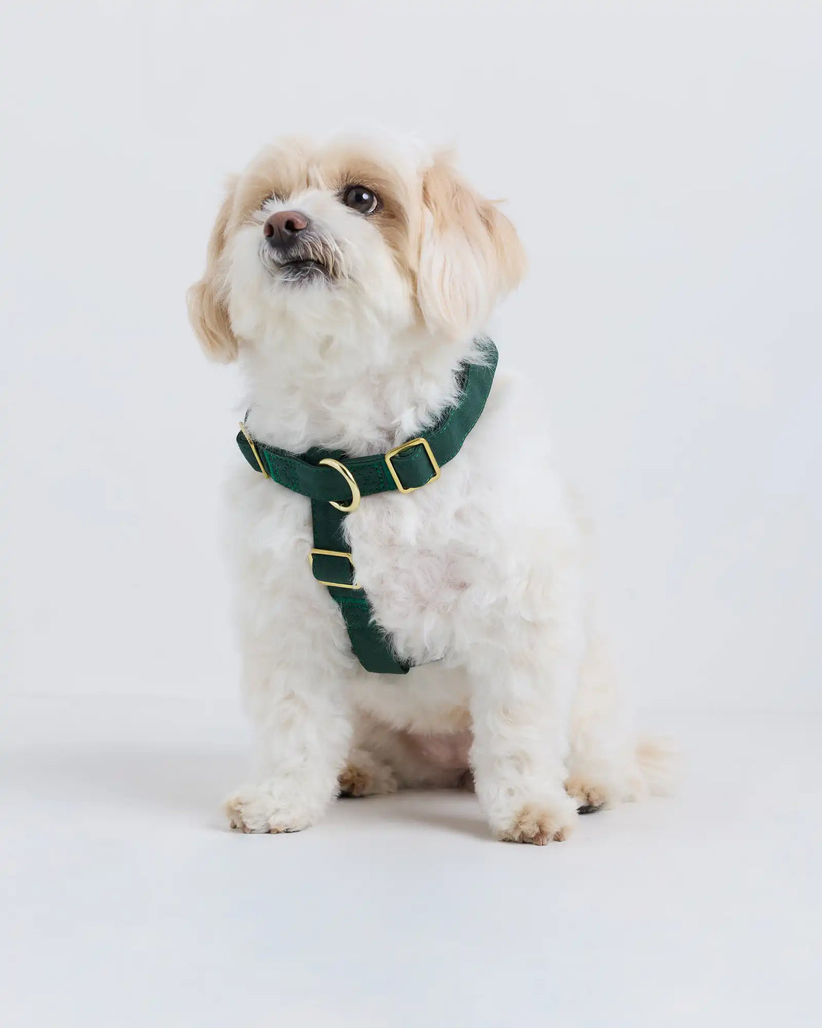 100% Cotton-Wrapped Nylon Dog Harness