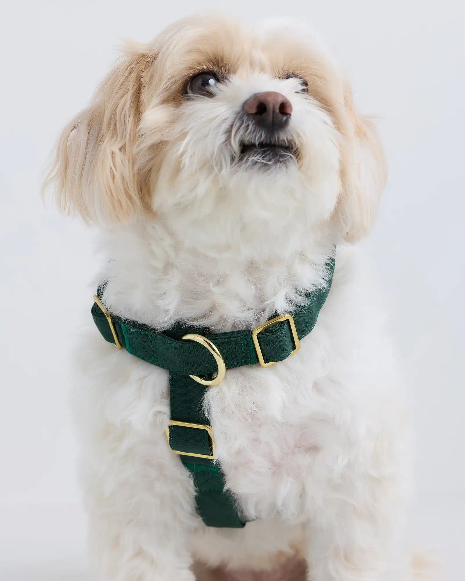 100% Cotton-Wrapped Nylon Dog Harness
