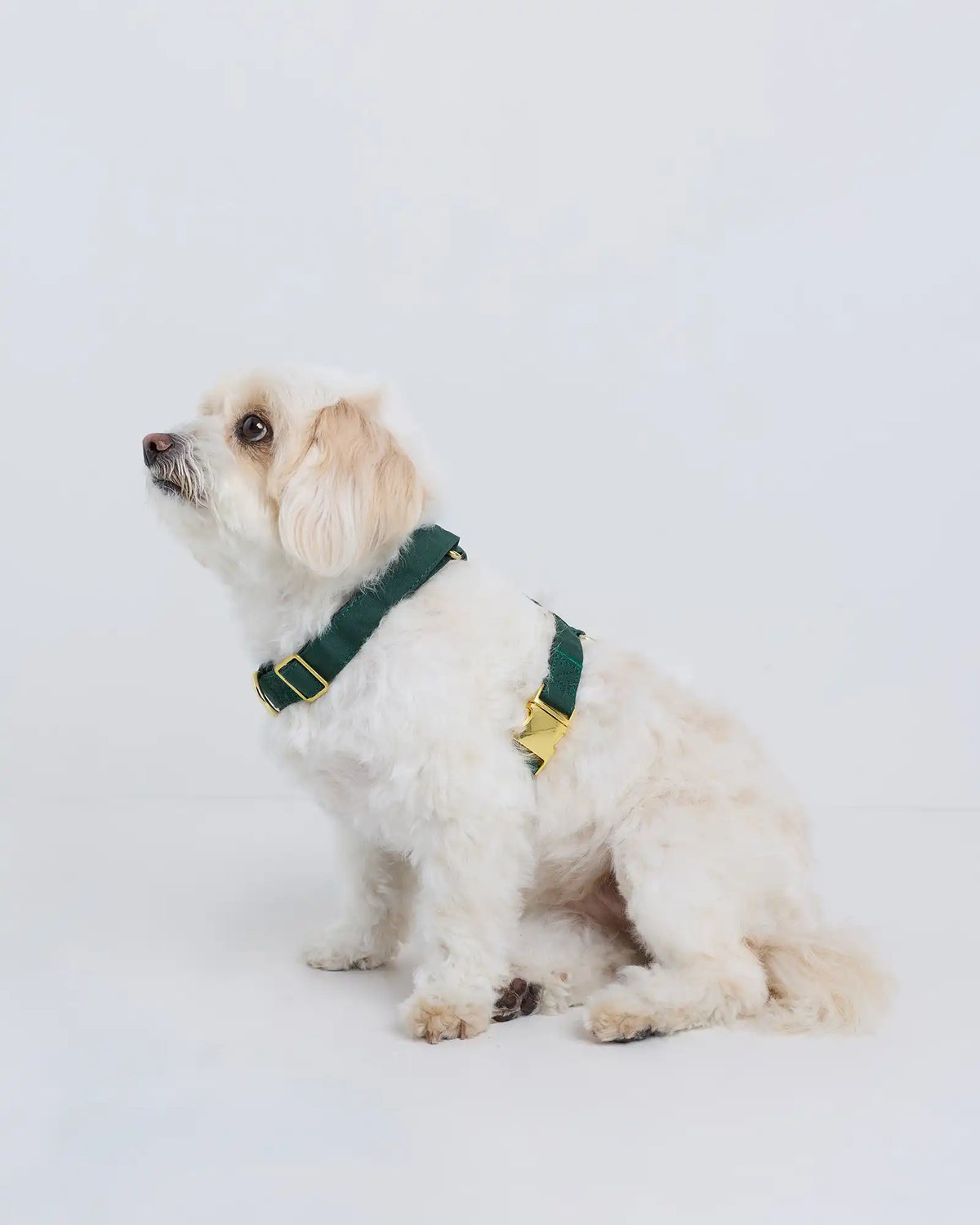 100% Cotton-Wrapped Nylon Dog Harness
