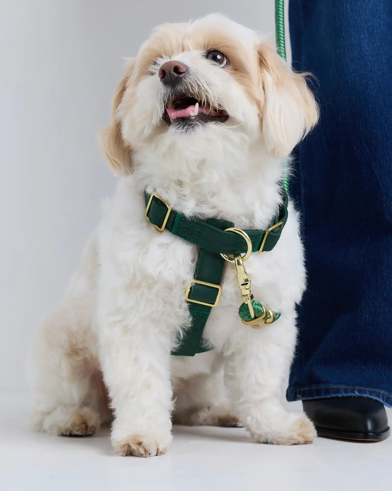 100% Cotton-Wrapped Nylon Dog Harness Walk Kit