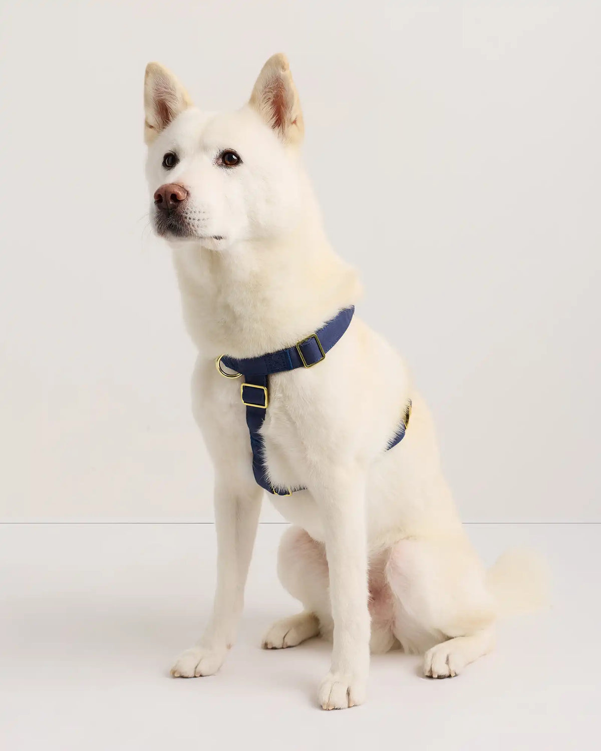 100% Cotton-Wrapped Nylon Dog Harness