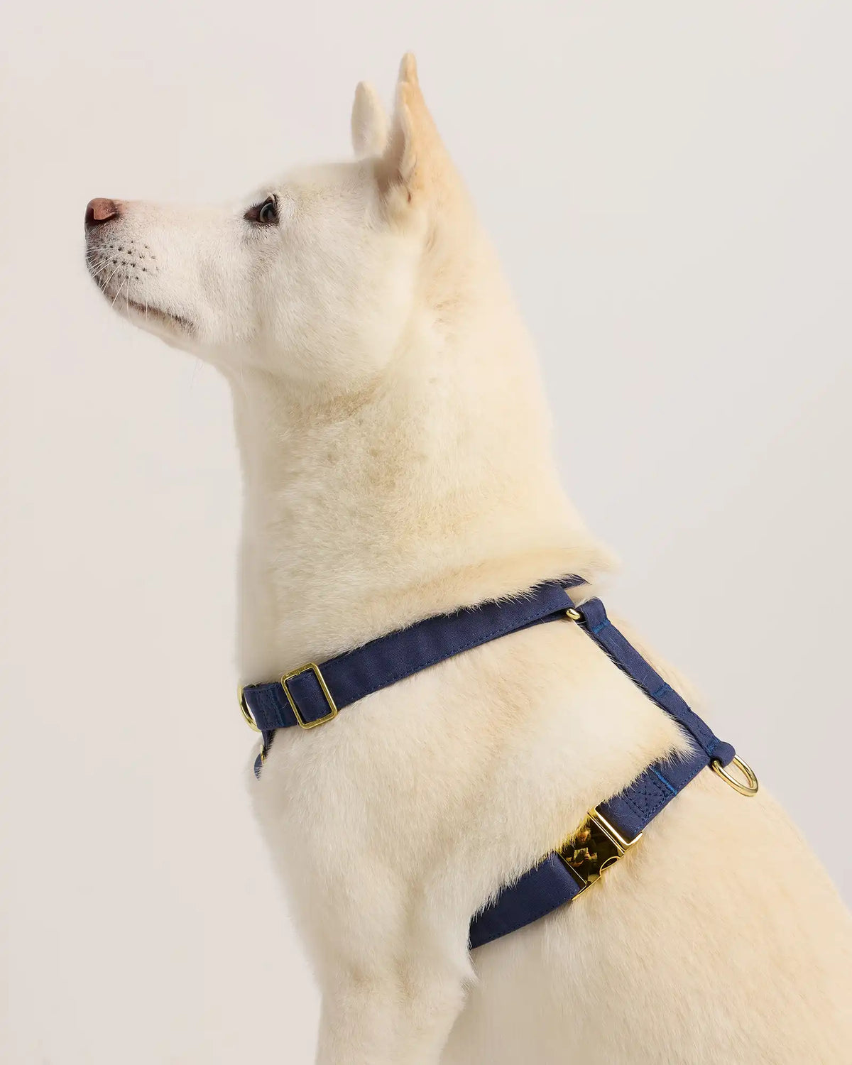 100% Cotton-Wrapped Nylon Dog Harness