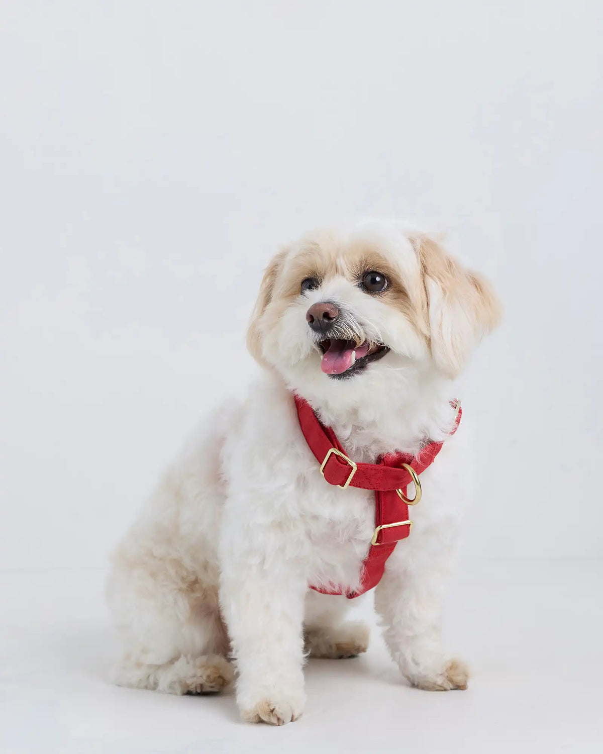 100% Cotton-Wrapped Nylon Dog Harness