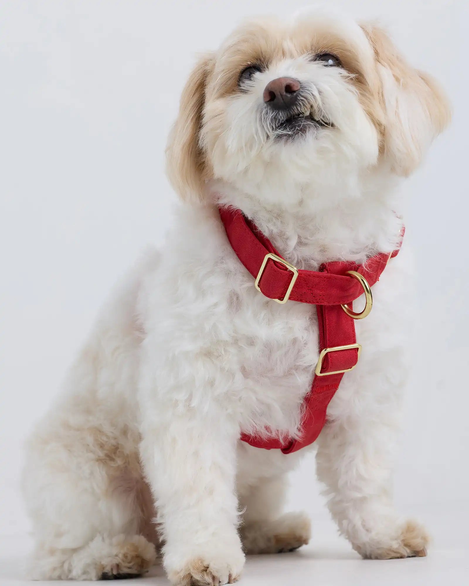 100% Cotton-Wrapped Nylon Dog Harness
