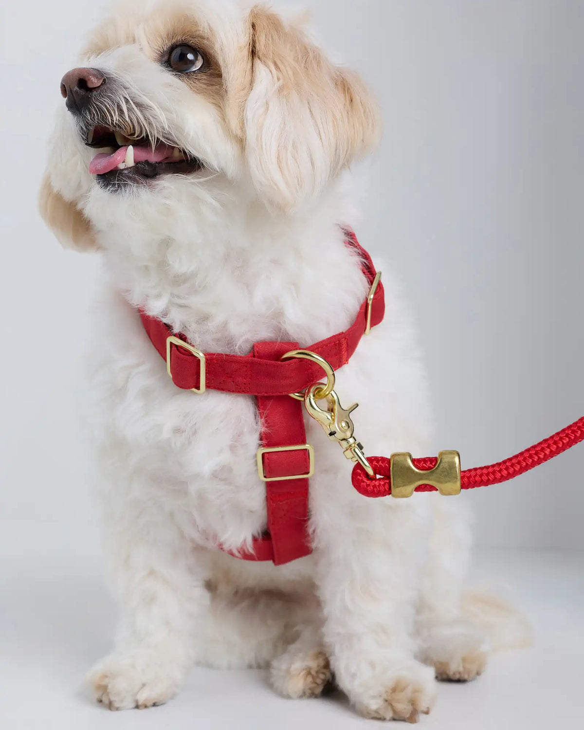 100% Cotton-Wrapped Nylon Dog Harness