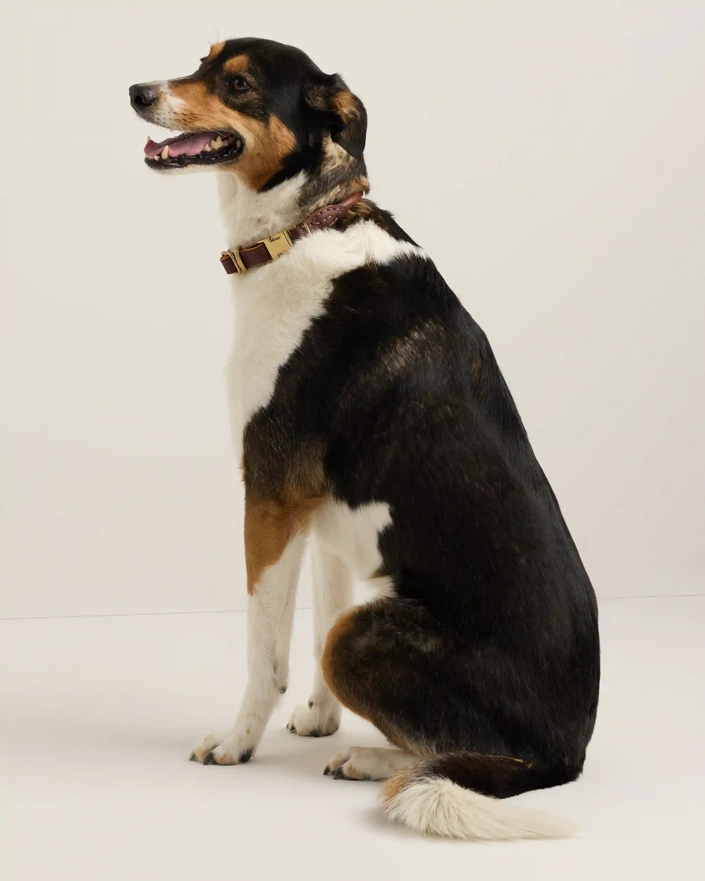 Rolled Italian Leather Dog Collar