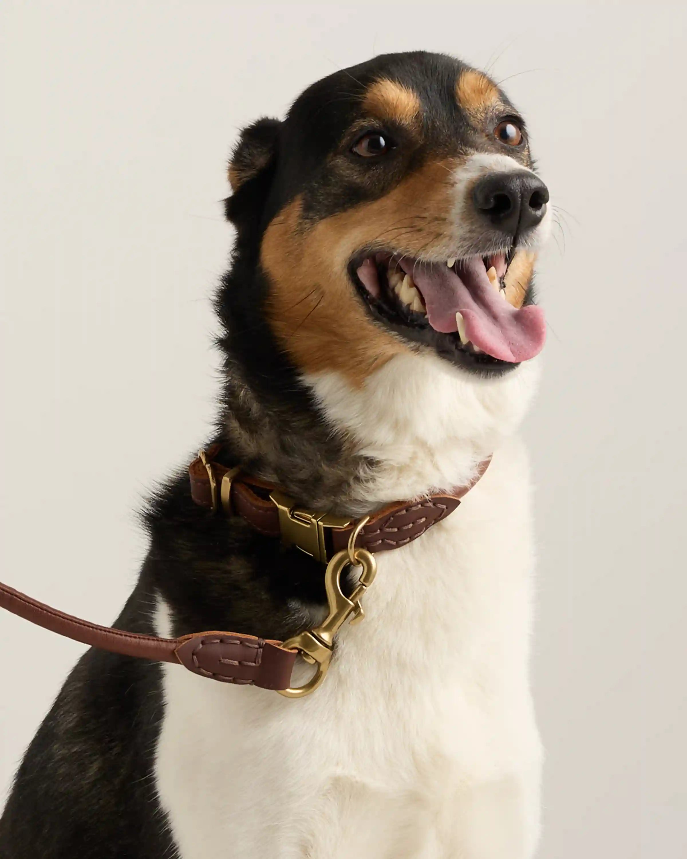 Rolled Italian Leather Dog Leash