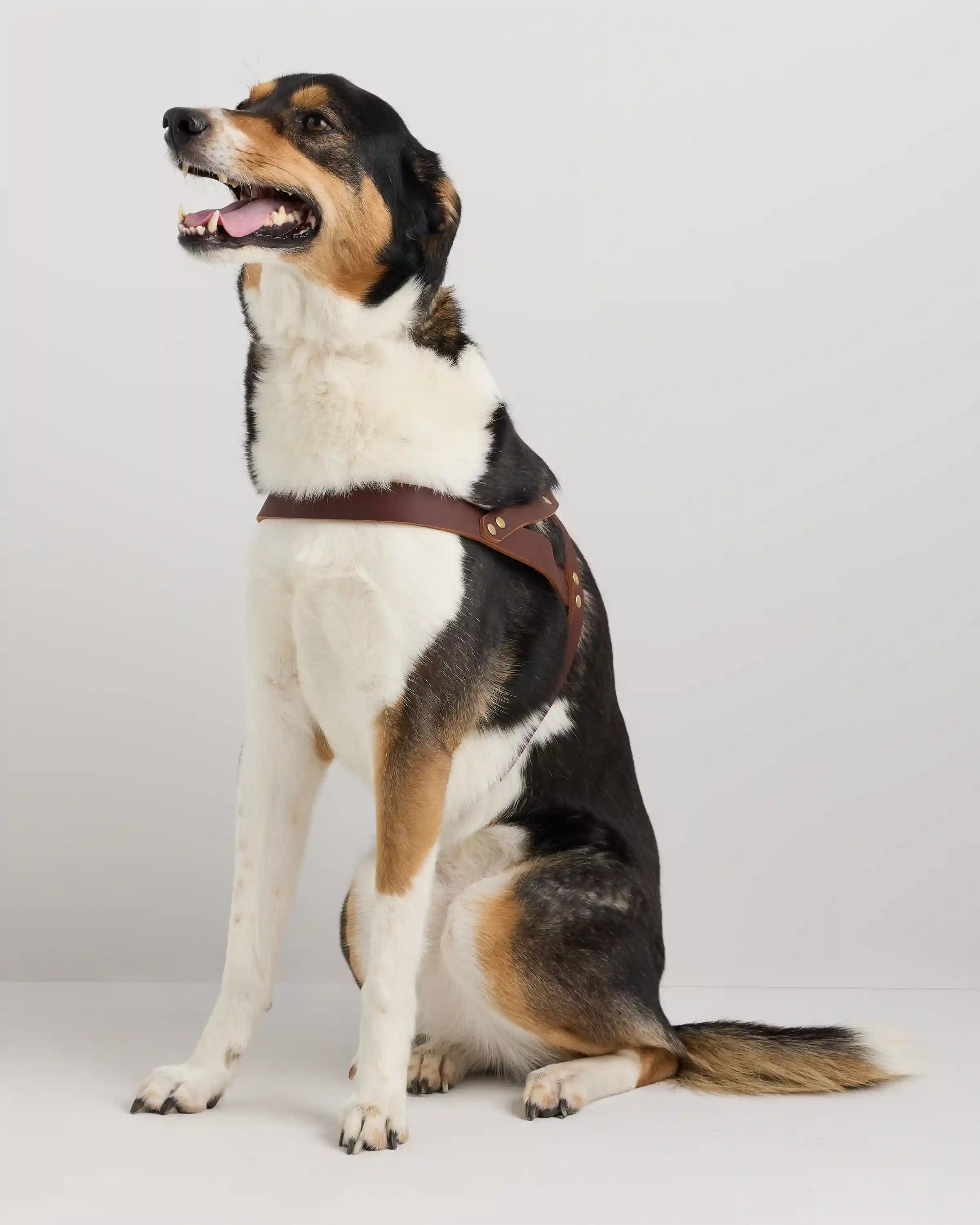 Italian Leather Dog Harness