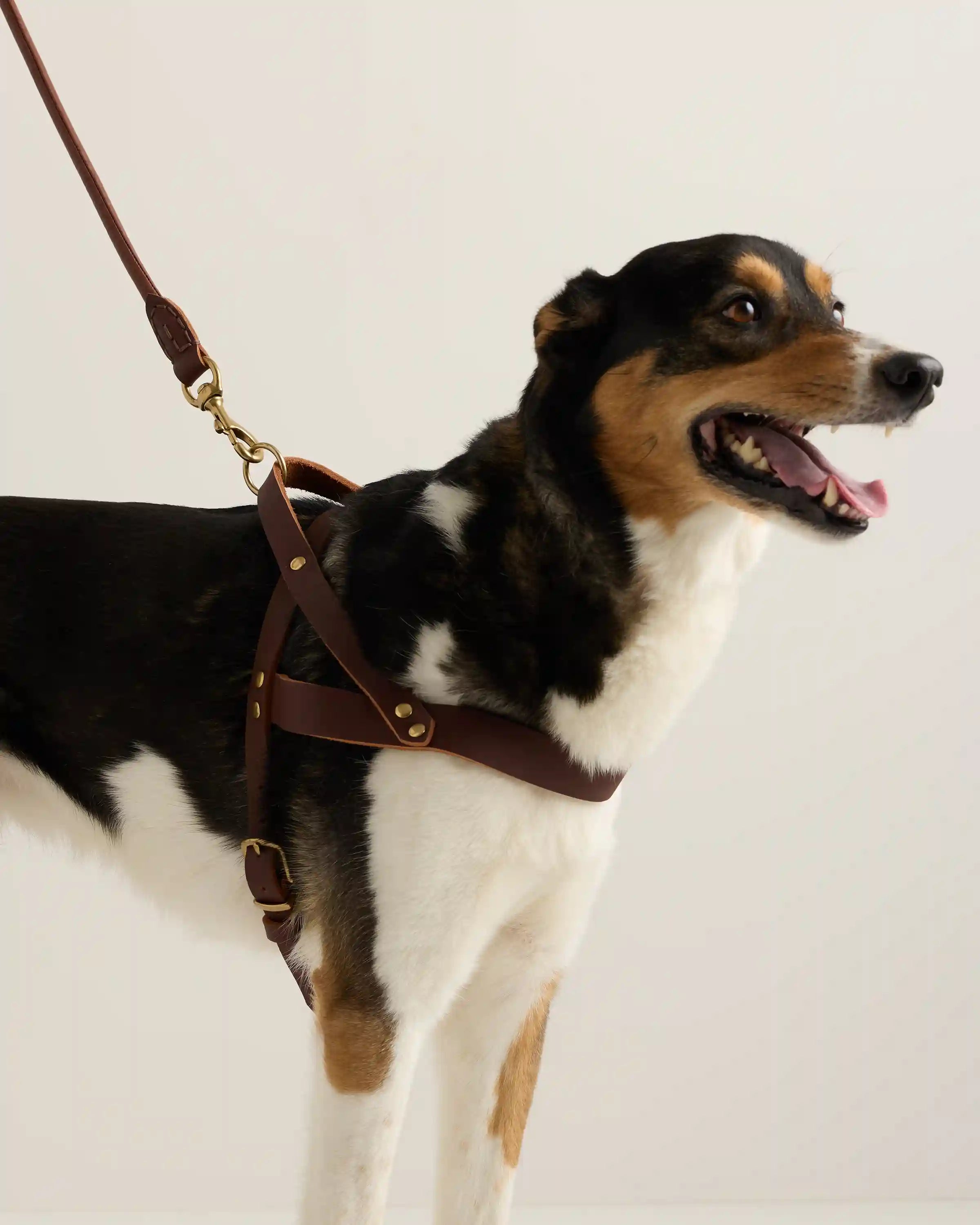 Italian Leather Dog Harness