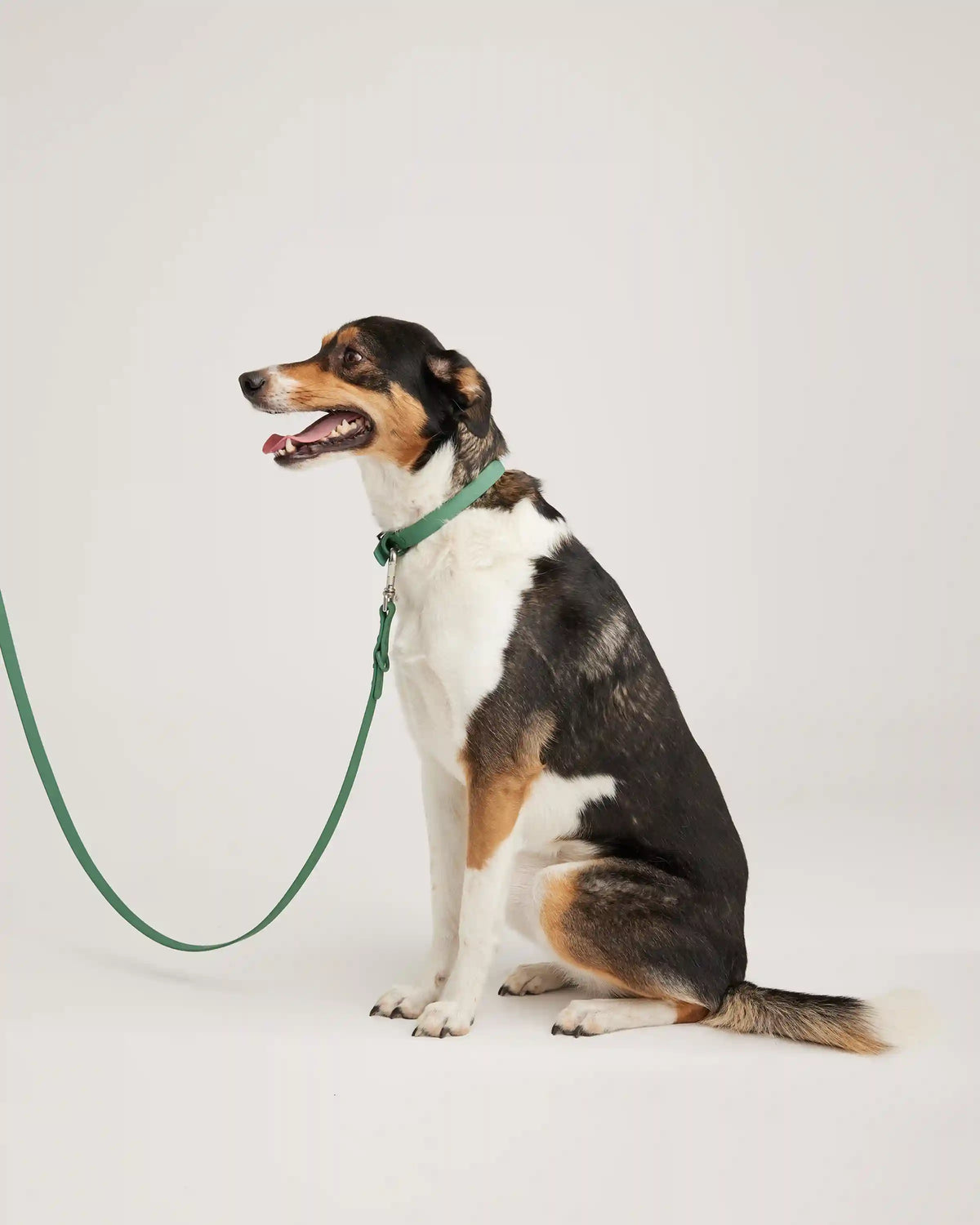 Dog Collar Walk Kit