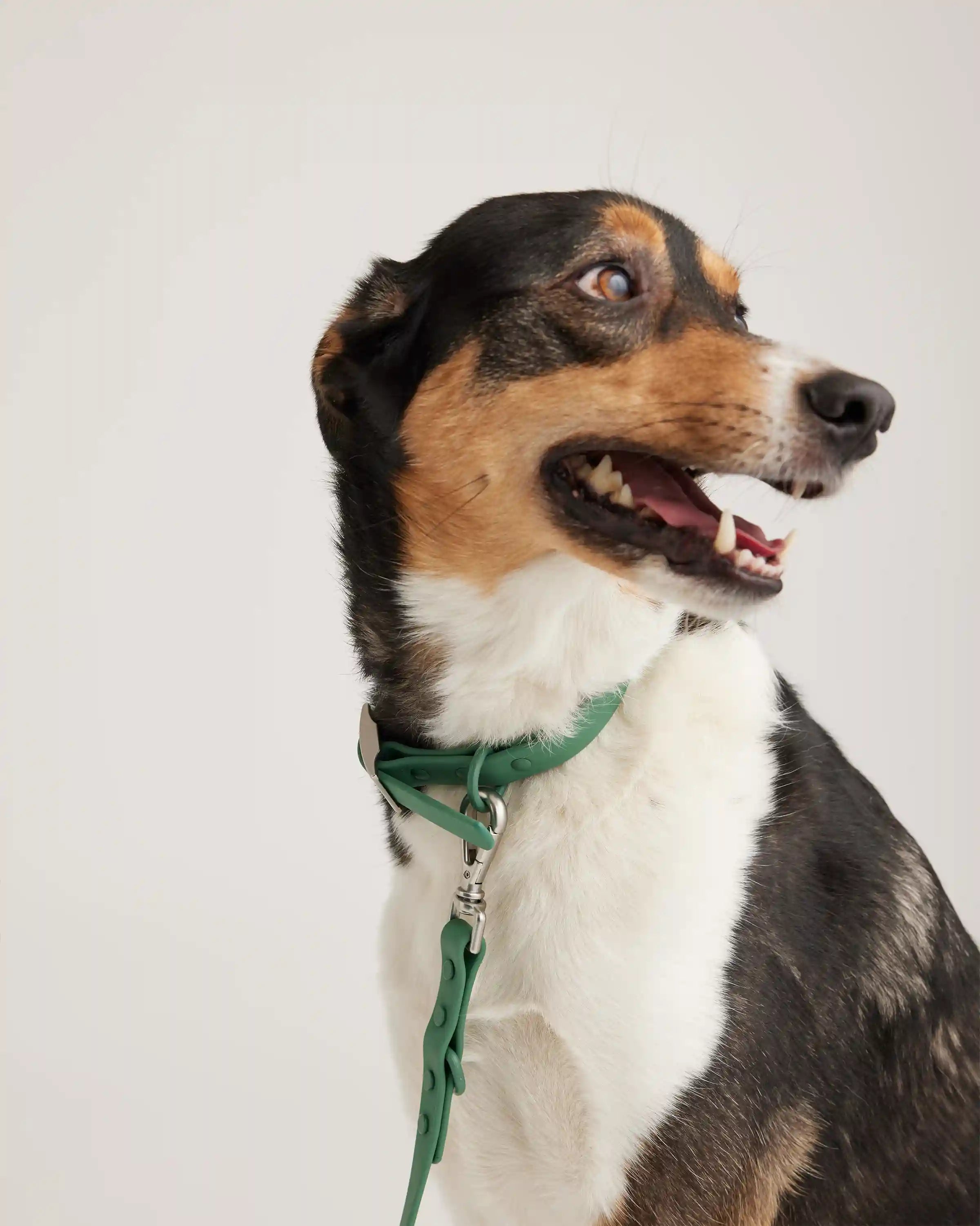 Dog Collar Walk Kit
