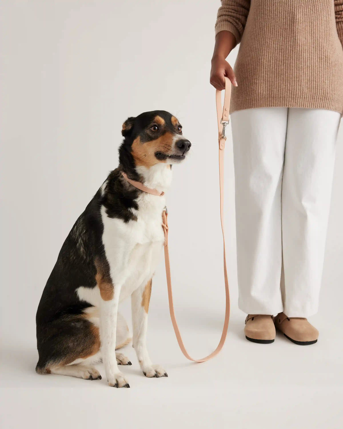 Dog Collar Walk Kit