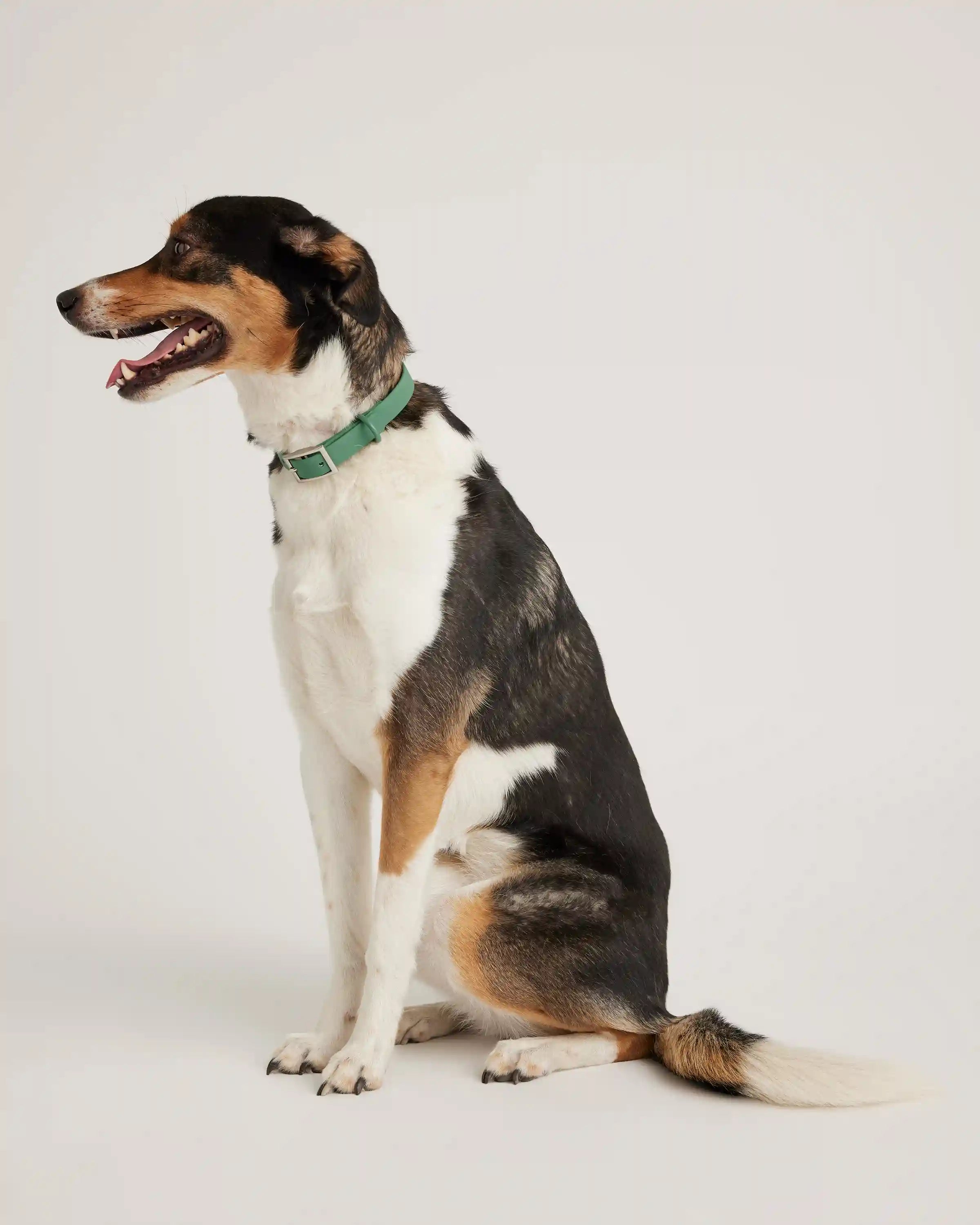 Flex-Poly Dog Collar