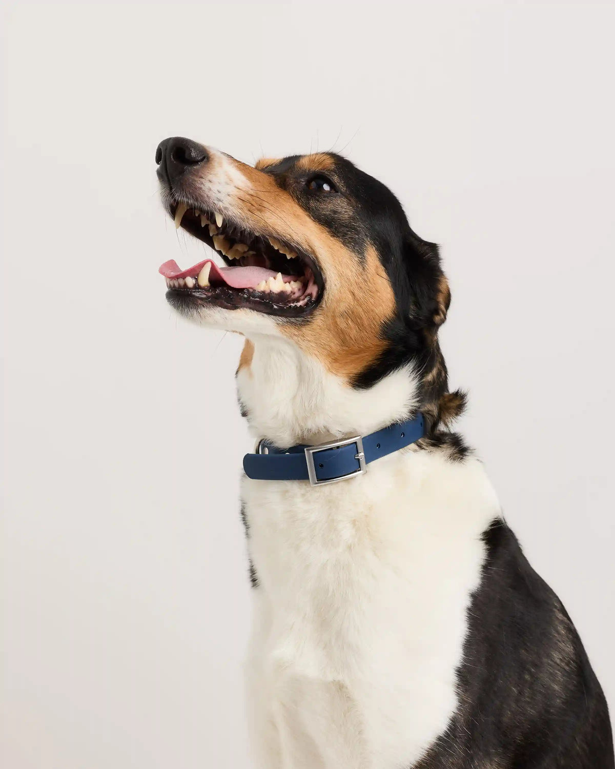Flex-Poly Dog Collar