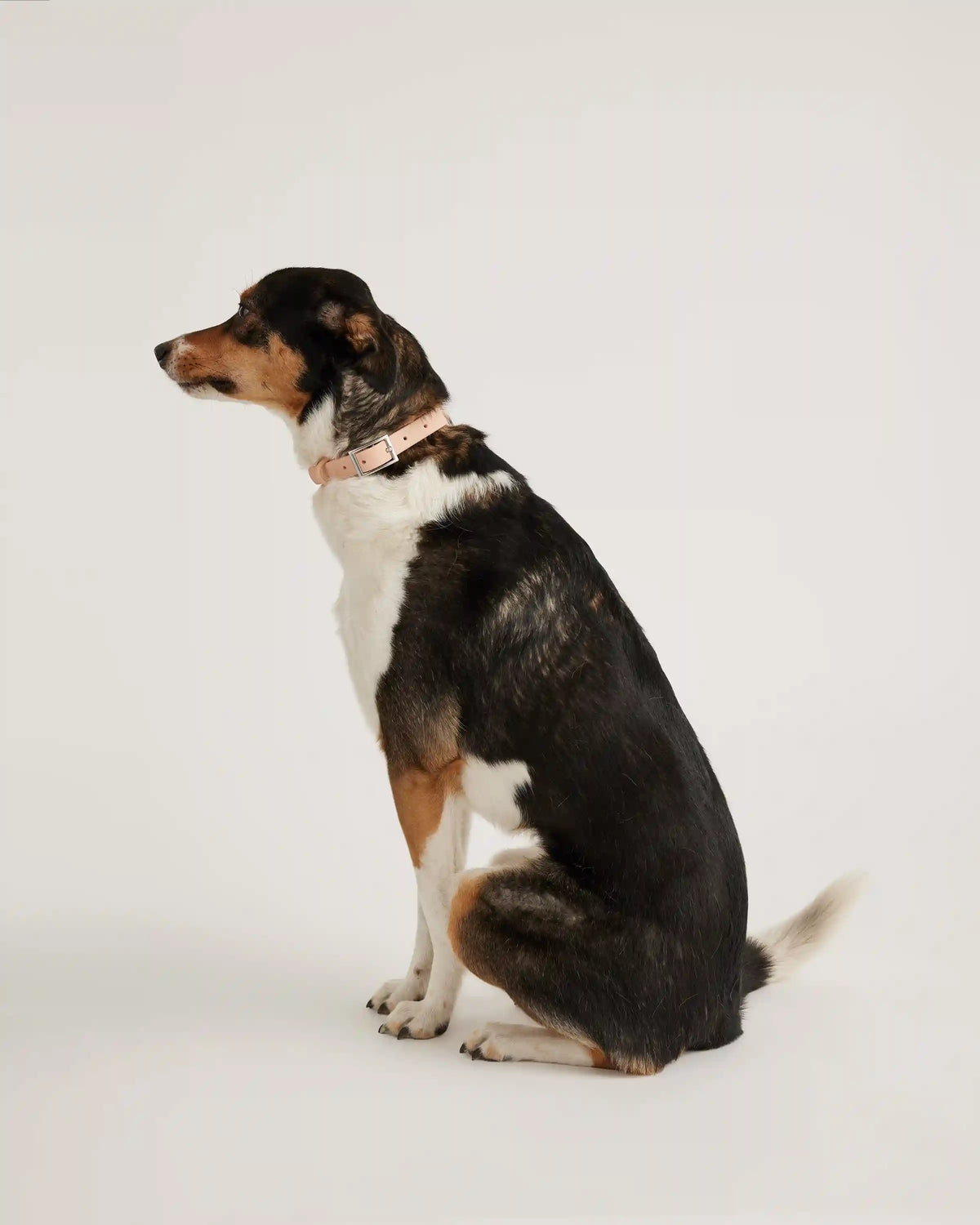 Flex-Poly Dog Collar