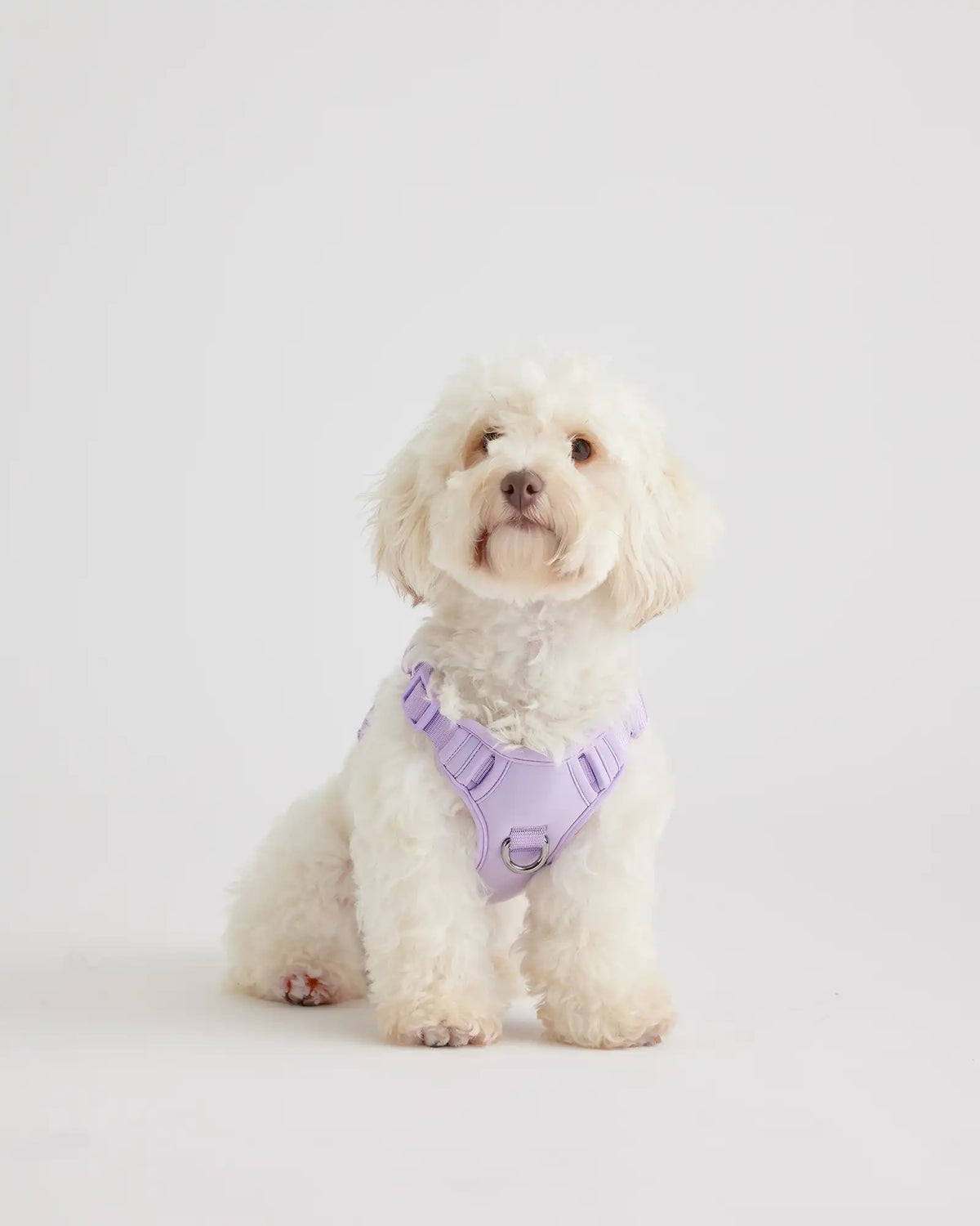Neoprene Double Panel Dog Harness