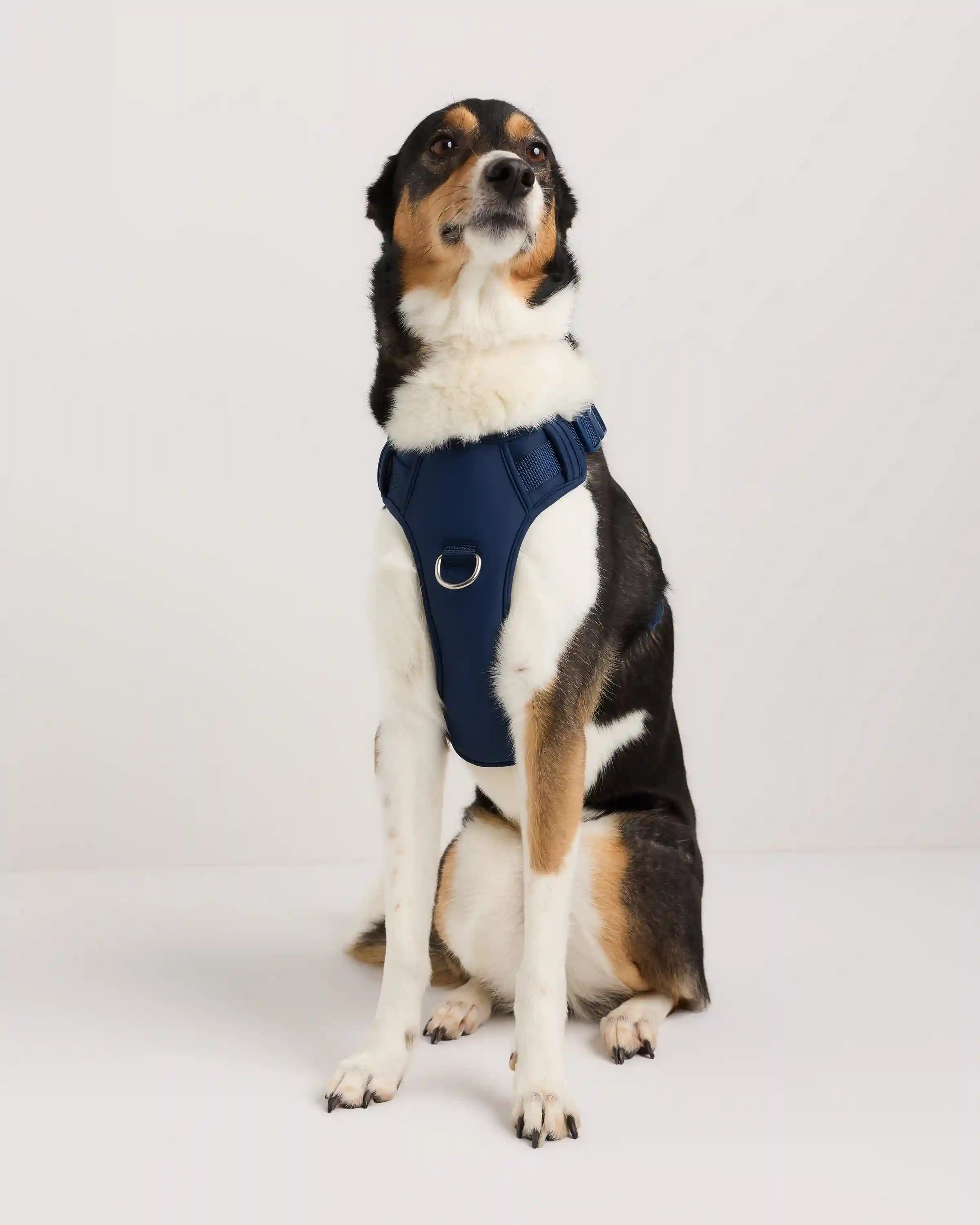 Neoprene Double Panel Dog Harness