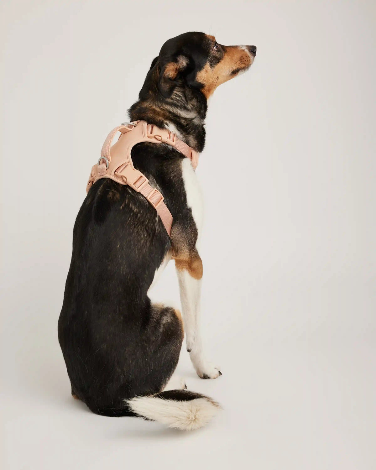 Neoprene Double Panel Dog Harness