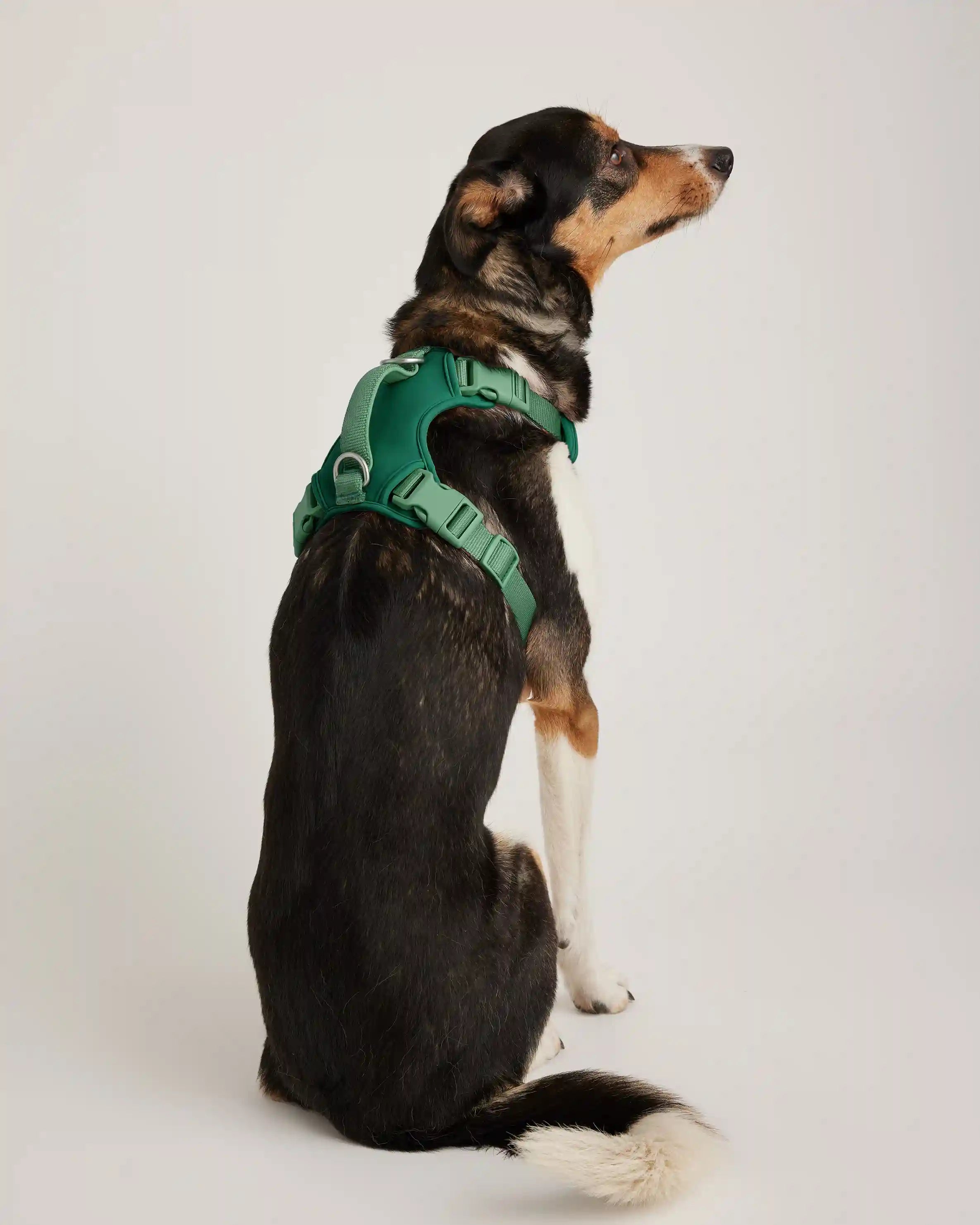Neoprene Double Panel Dog Harness