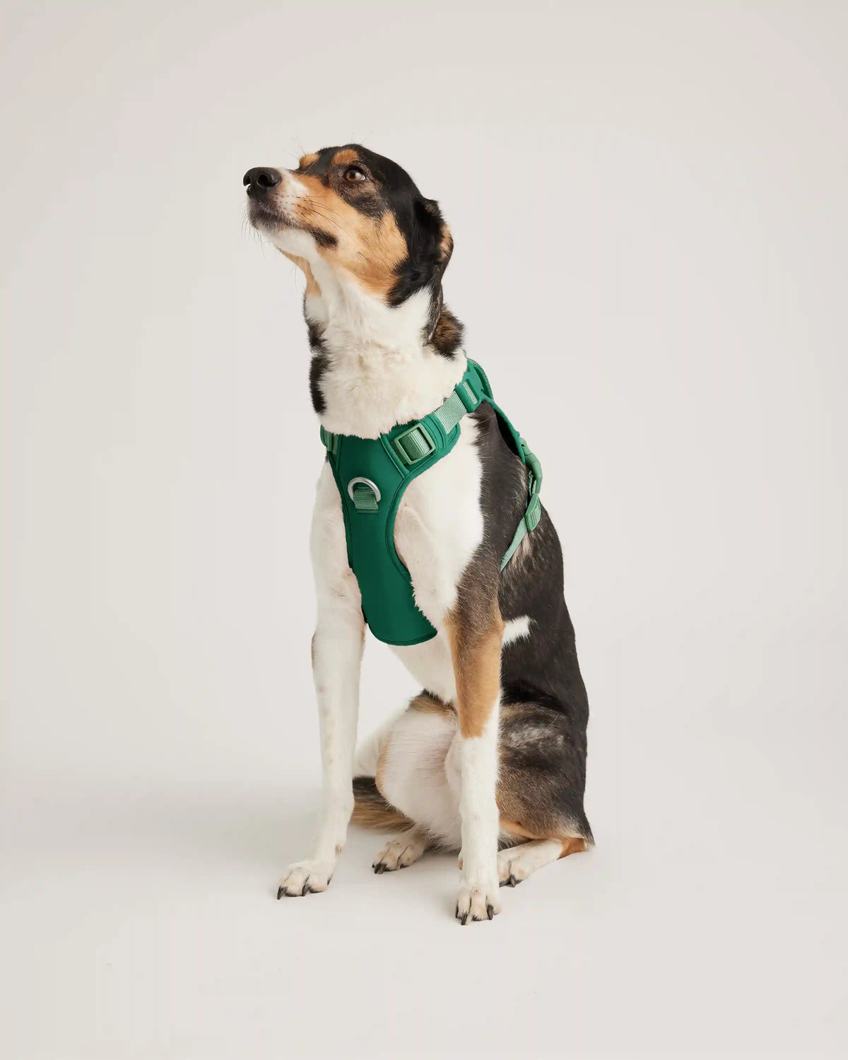 Neoprene Double Panel Dog Harness