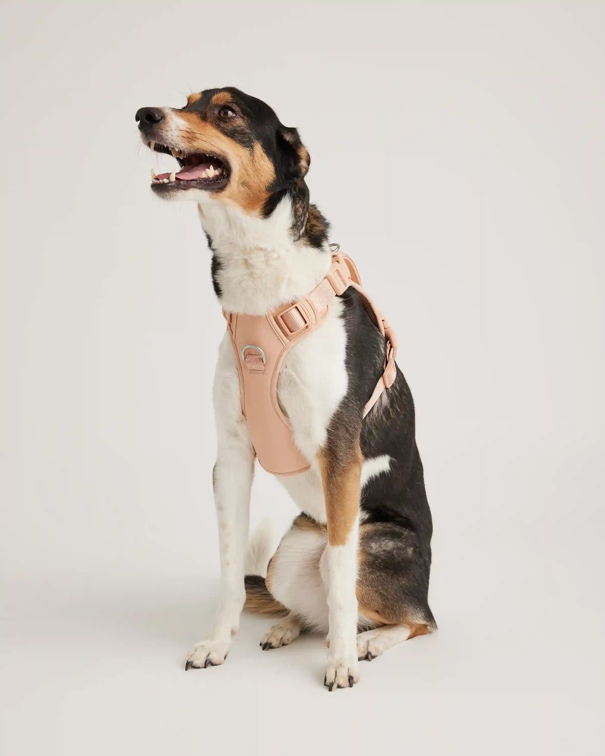Neoprene Double Panel Dog Harness