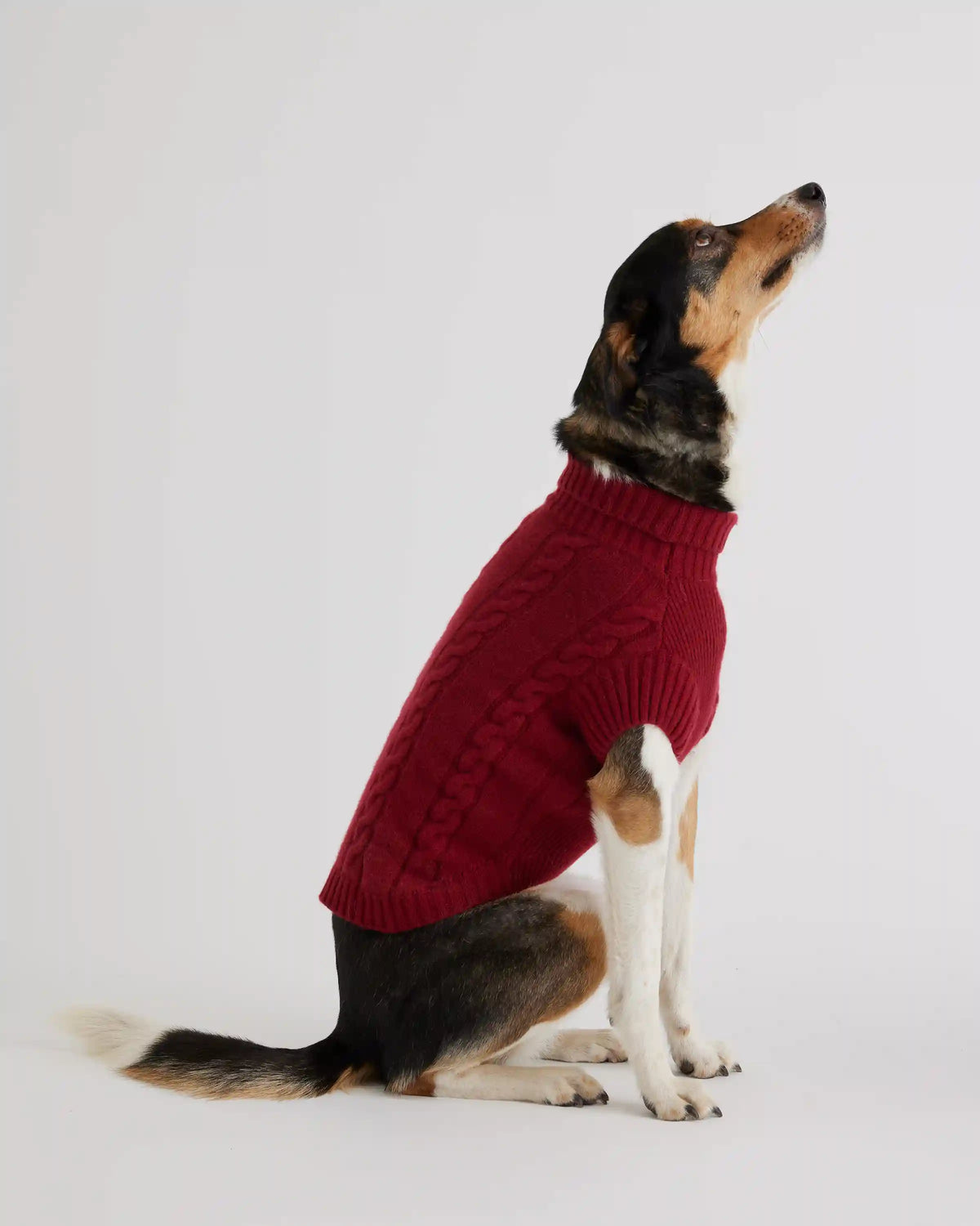 Mongolian Cashmere Cable Knit Dog Sweater