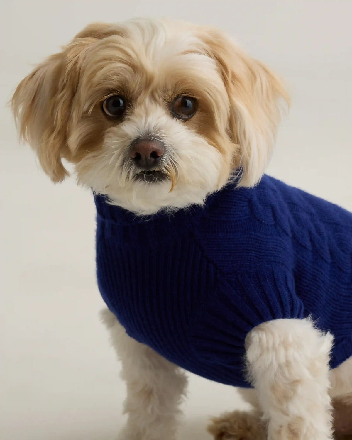 Mongolian Cashmere Cable Knit Dog Sweater