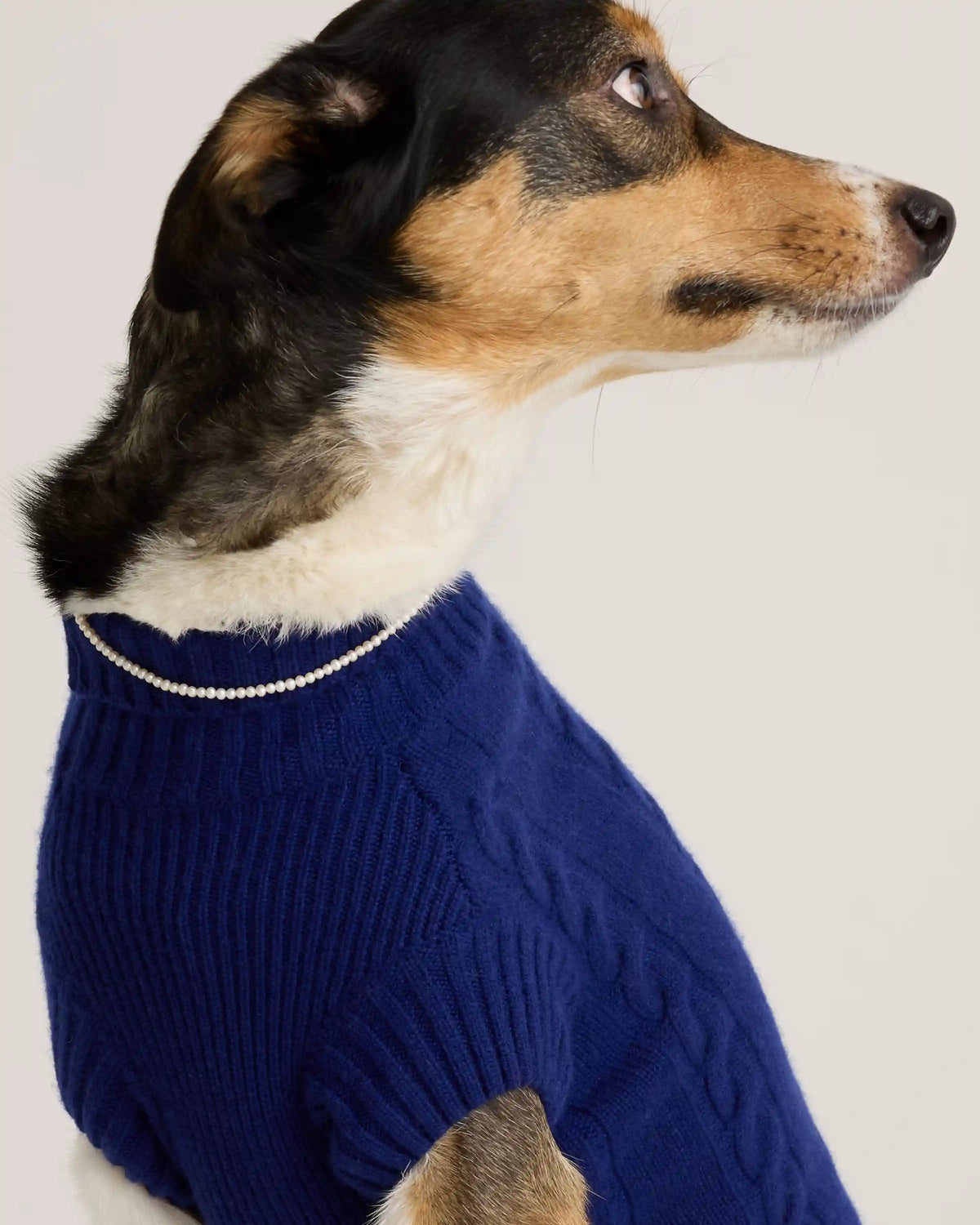 Mongolian Cashmere Cable Knit Dog Sweater