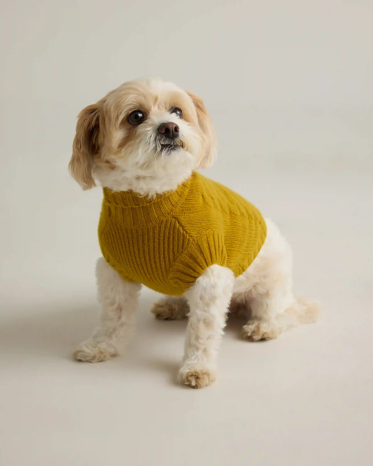 Mongolian Cashmere Cable Knit Dog Sweater