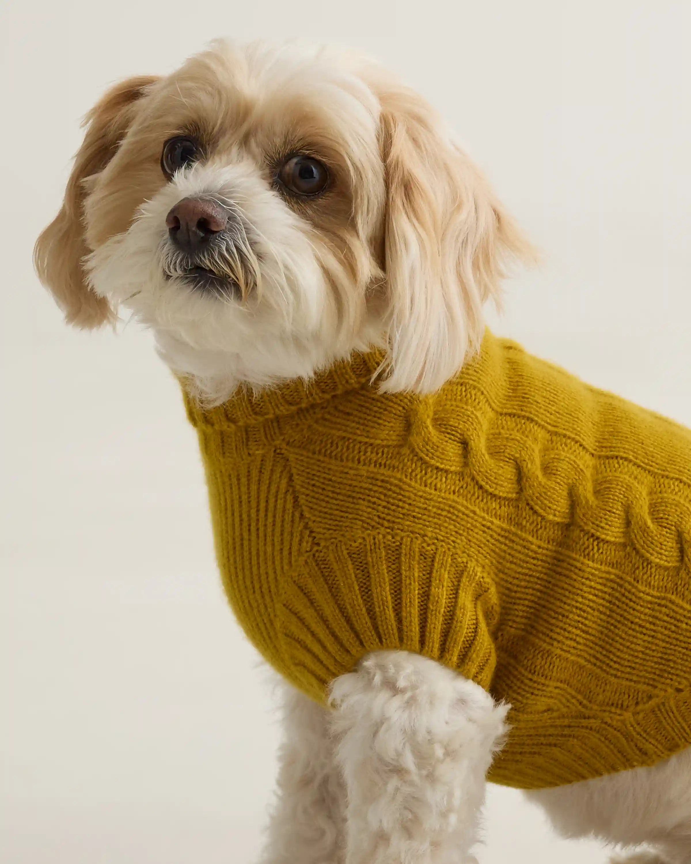 Mongolian Cashmere Cable Knit Dog Sweater