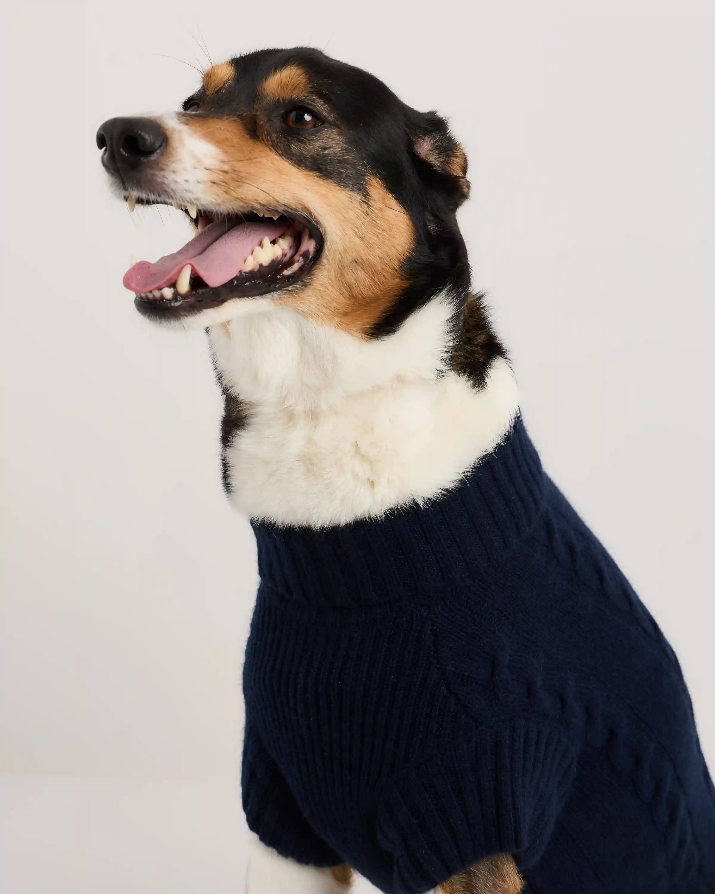 Mongolian Cashmere Cable Knit Dog Sweater