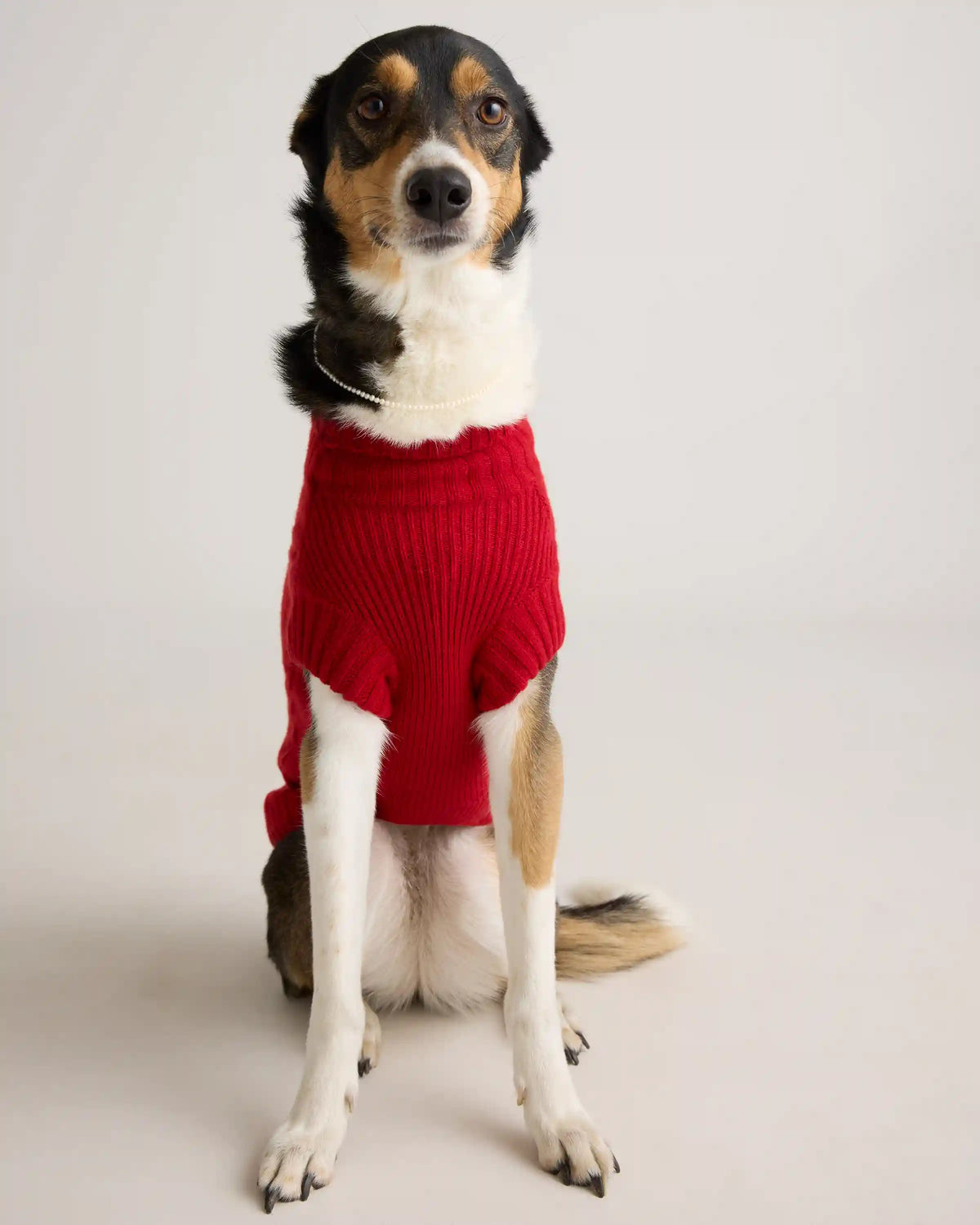 Mongolian Cashmere Cable Knit Dog Sweater