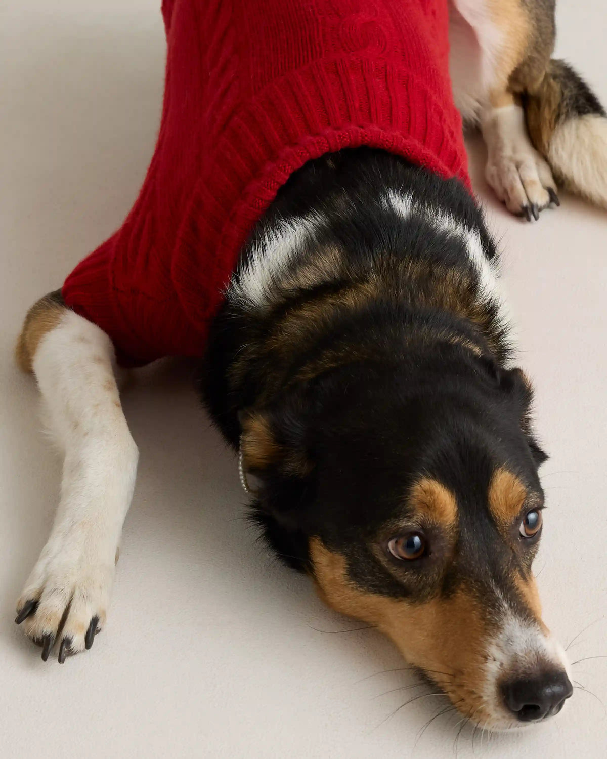 Mongolian Cashmere Cable Knit Dog Sweater