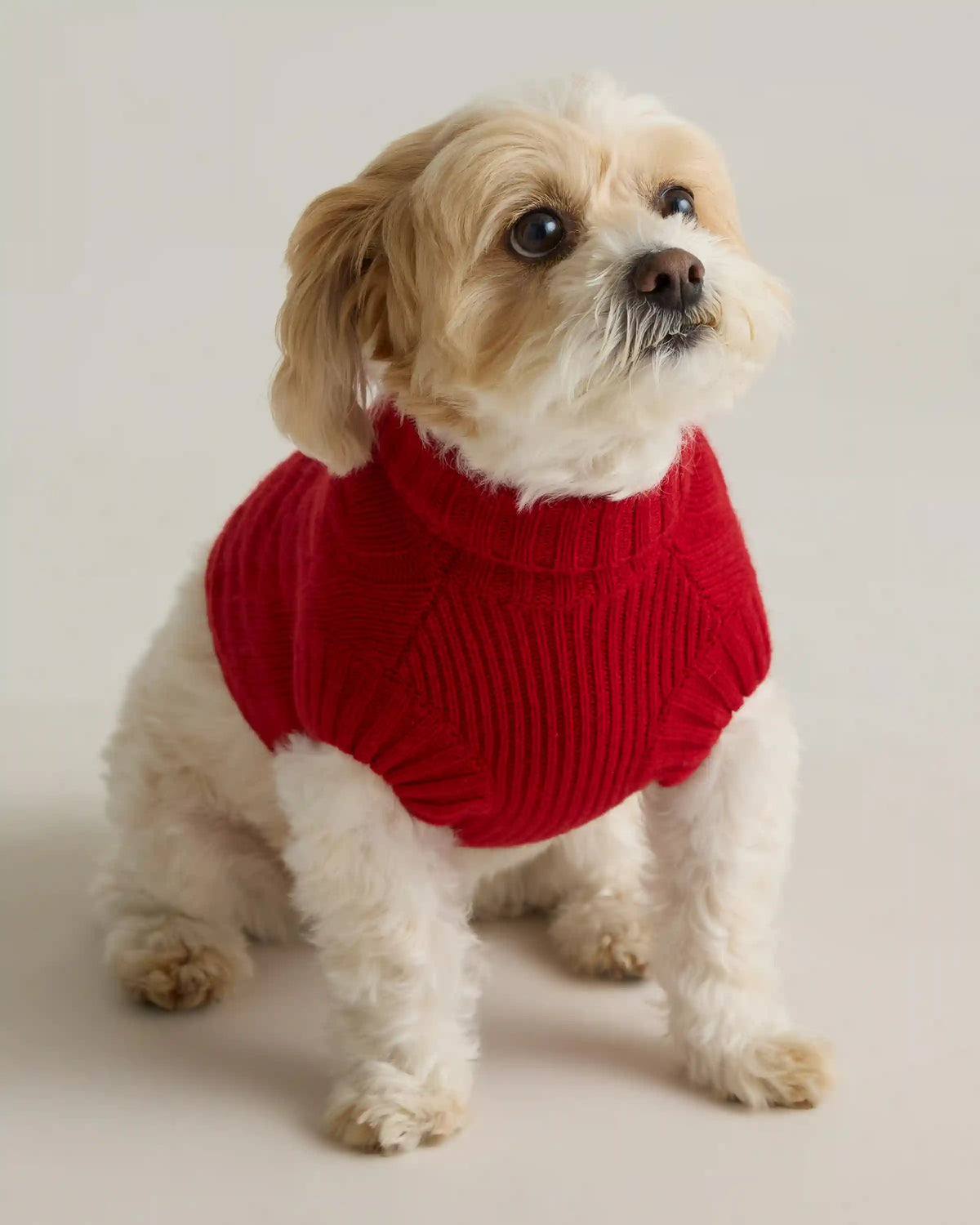 Mongolian Cashmere Cable Knit Dog Sweater