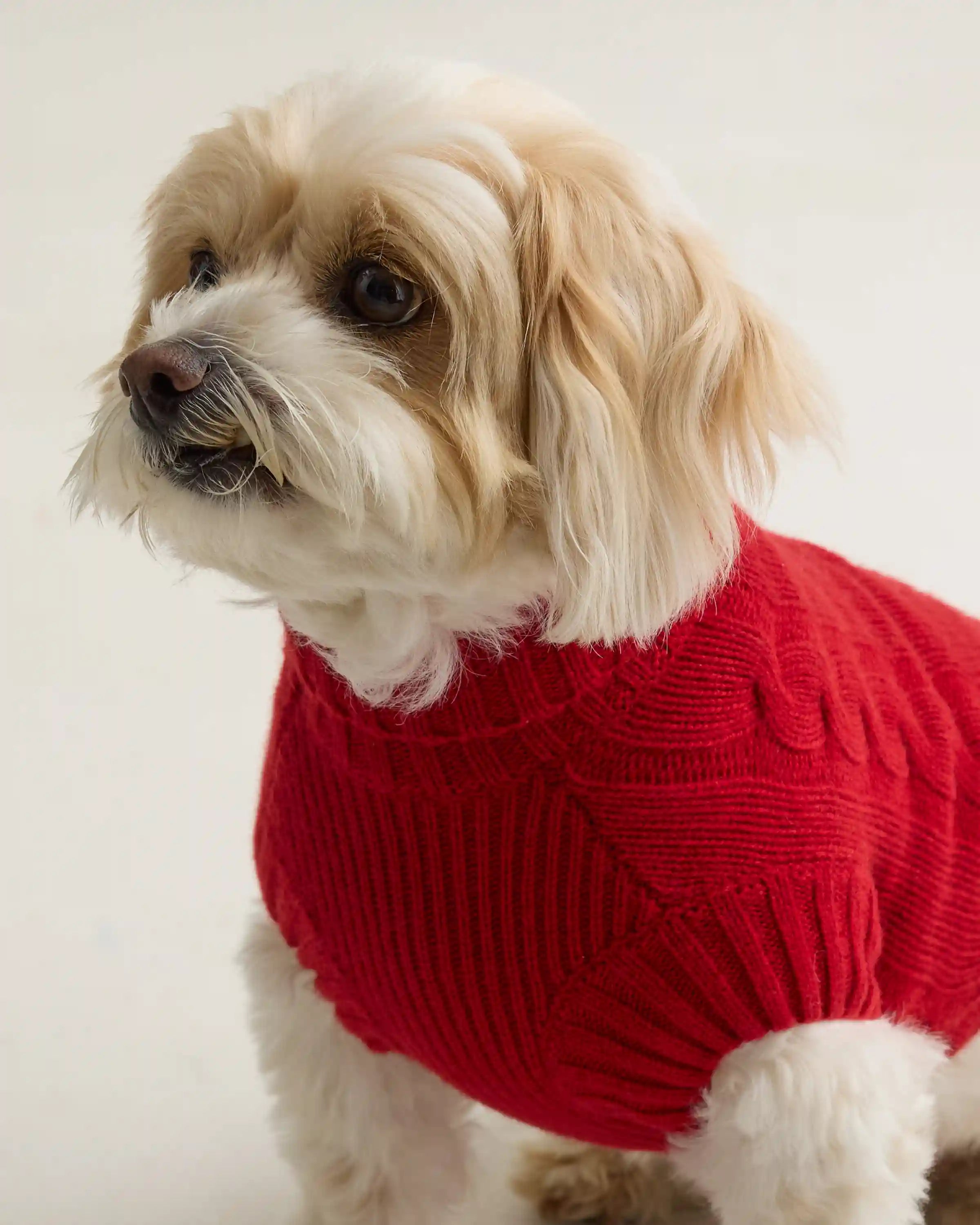 Mongolian Cashmere Cable Knit Dog Sweater