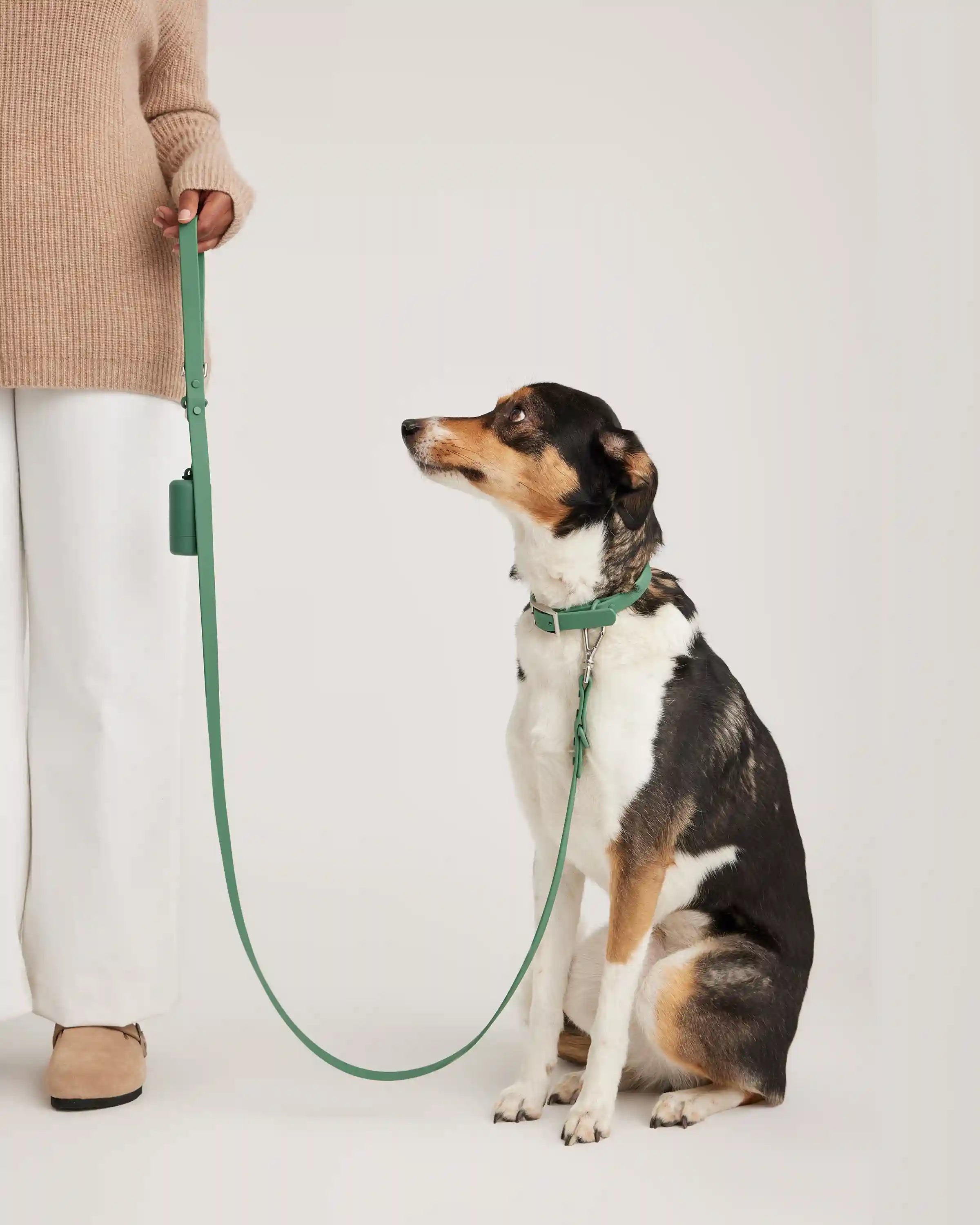 Dog Collar Walk Kit