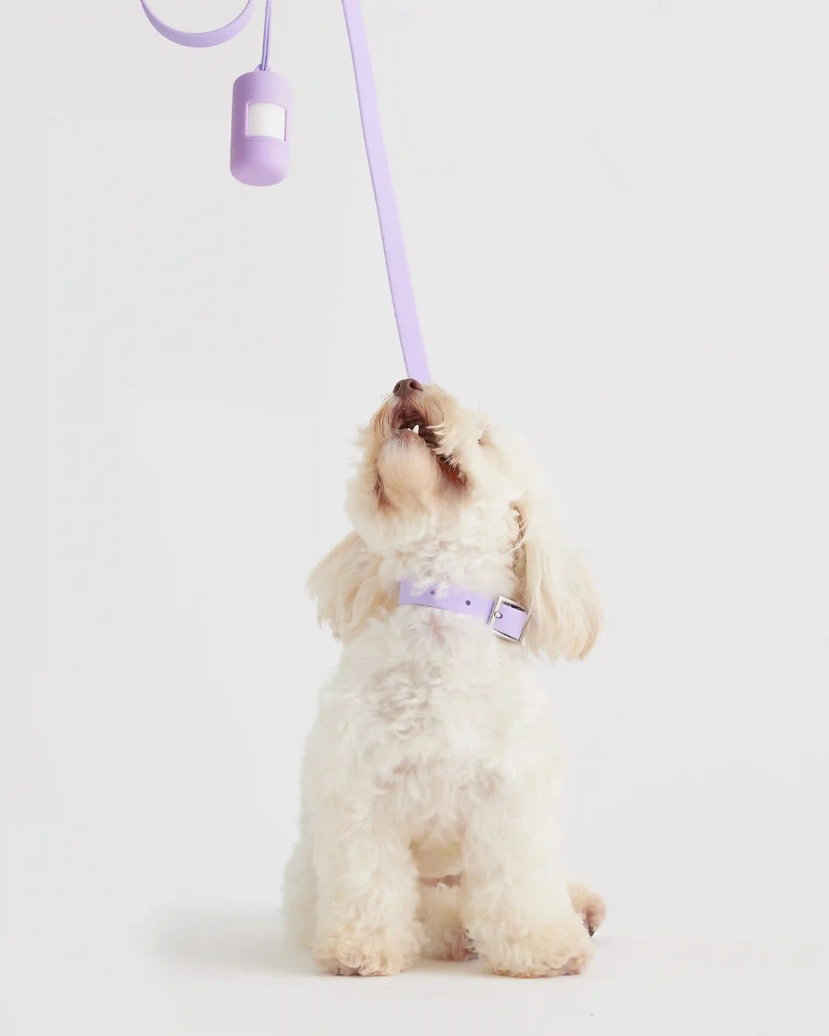 Dog Collar Walk Kit