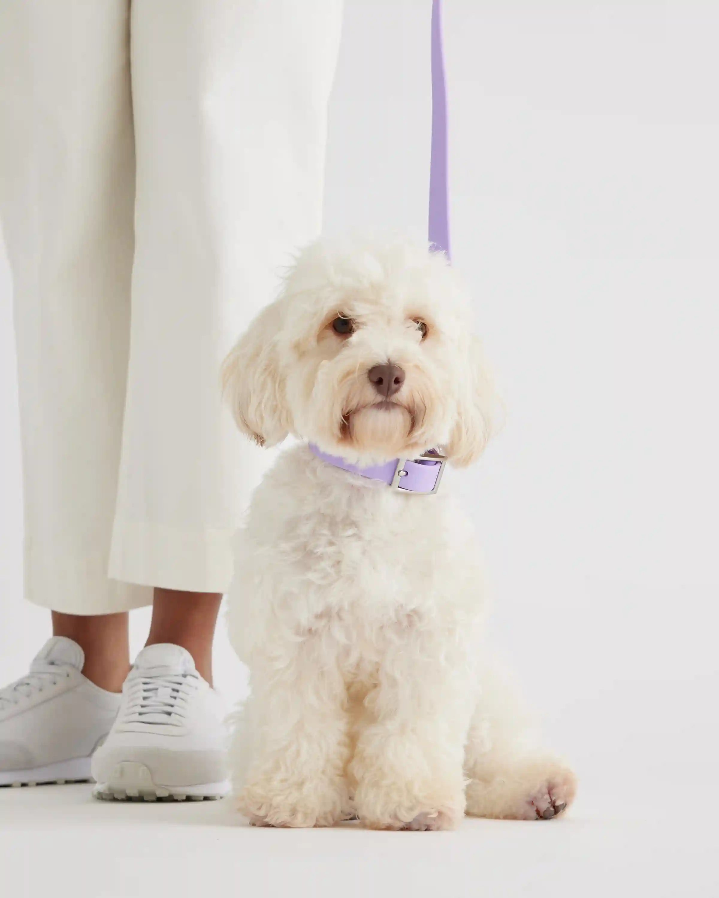 Flex-Poly Dog Leash