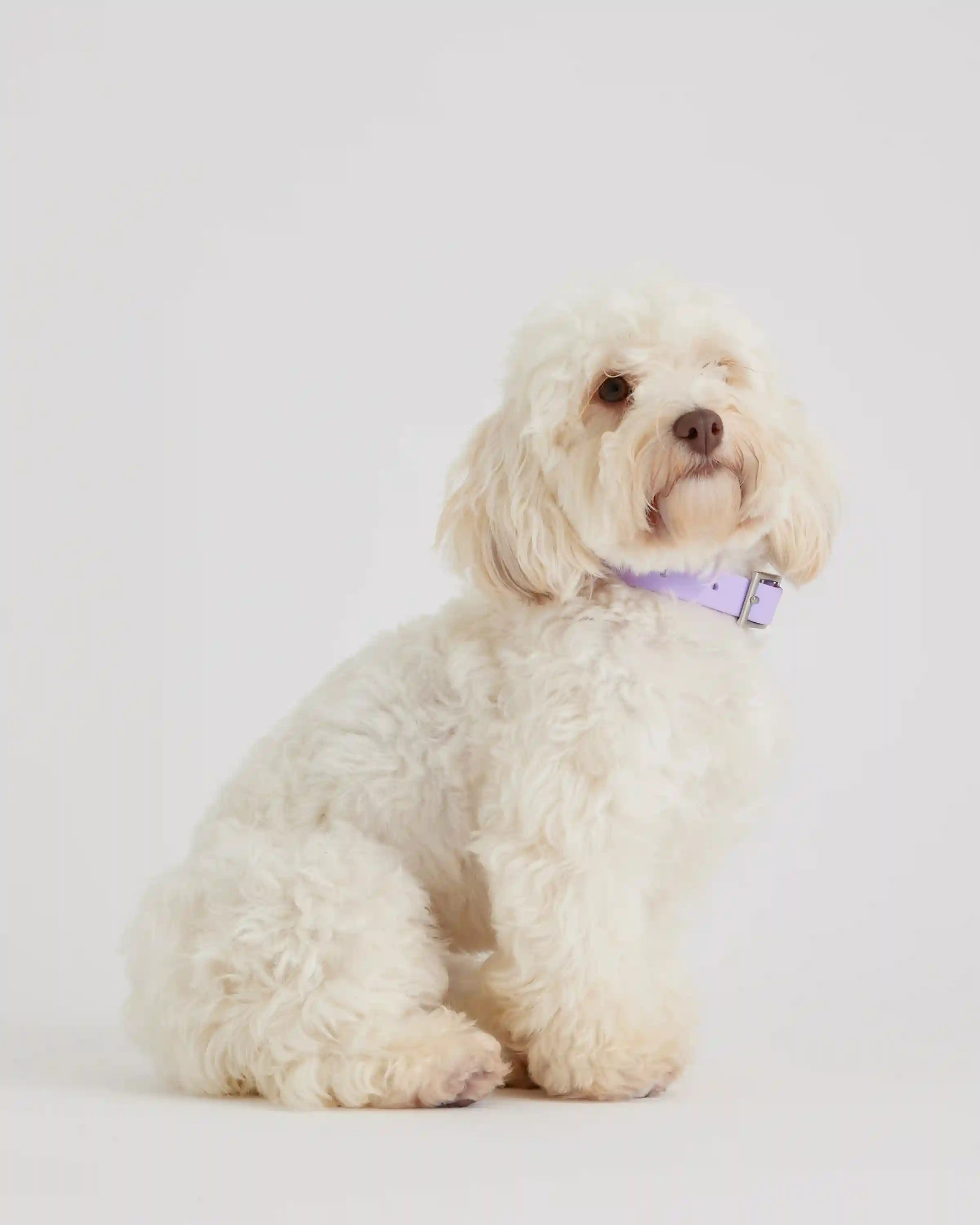 Dog Collar Walk Kit