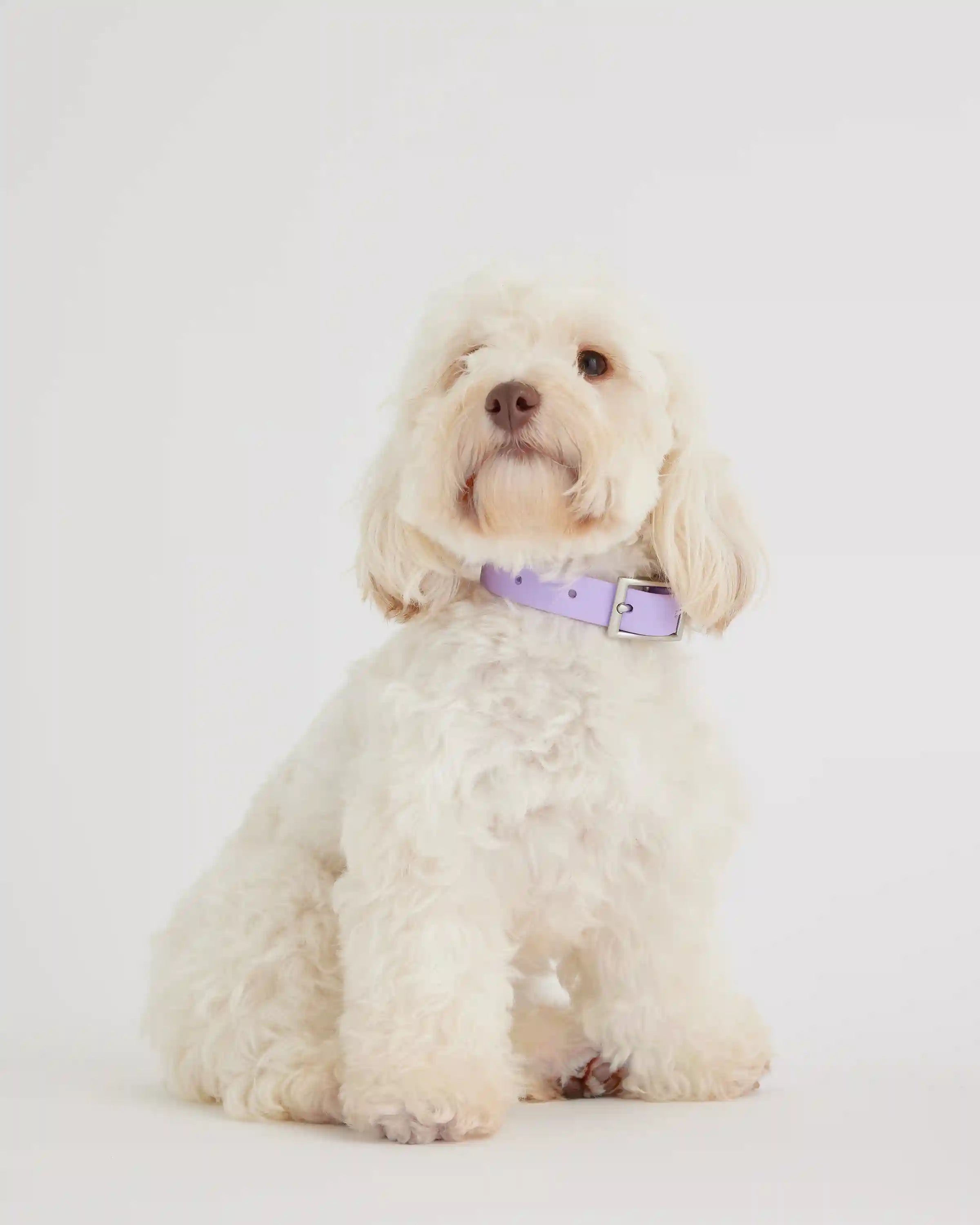 Flex-Poly Dog Collar
